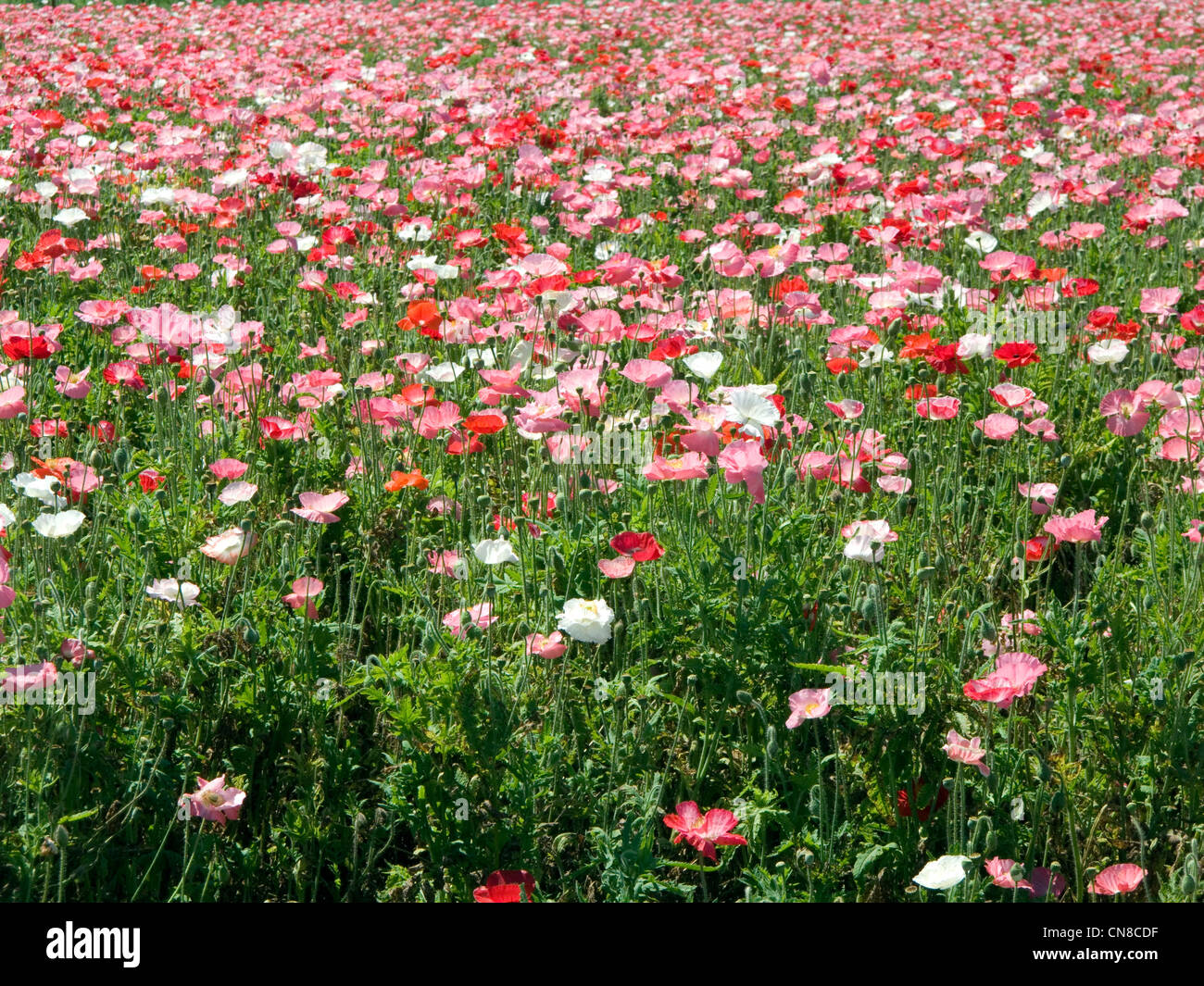 Field of corn poppy flowers in Fredericksburg, Texas Stock Photo - Alamy