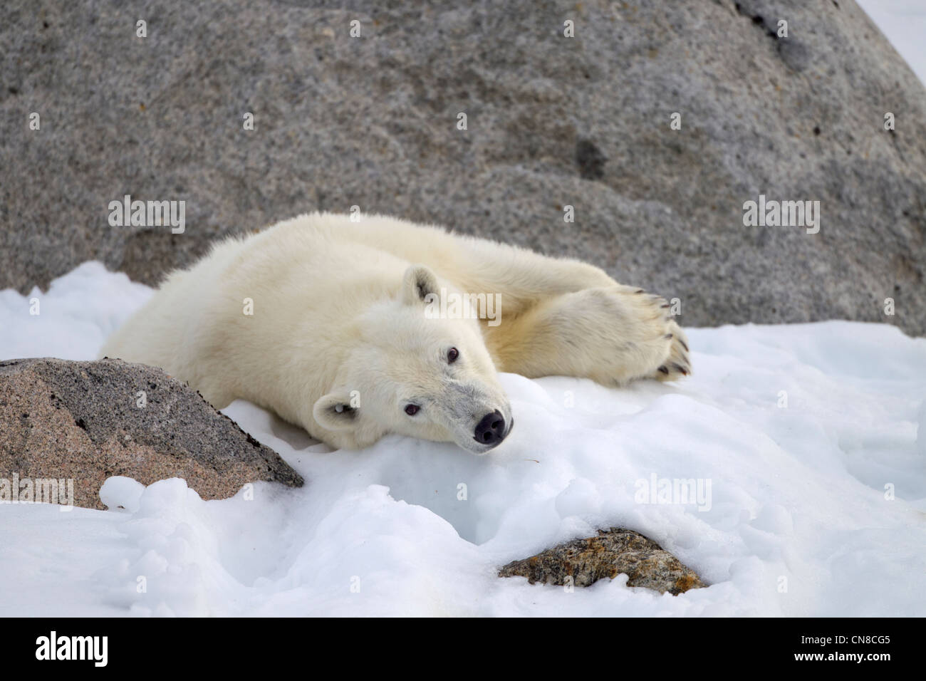 Norway, Svalbard, Spitsbergen Island, Polar Bear (Ursus maritimus) resting on snow slope along Fuglefjorden (Bird Fjord) Stock Photo