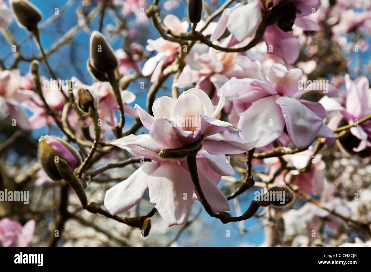 Magnolia x Soulangeana, Amablis. Beautiful budding pink spring ...