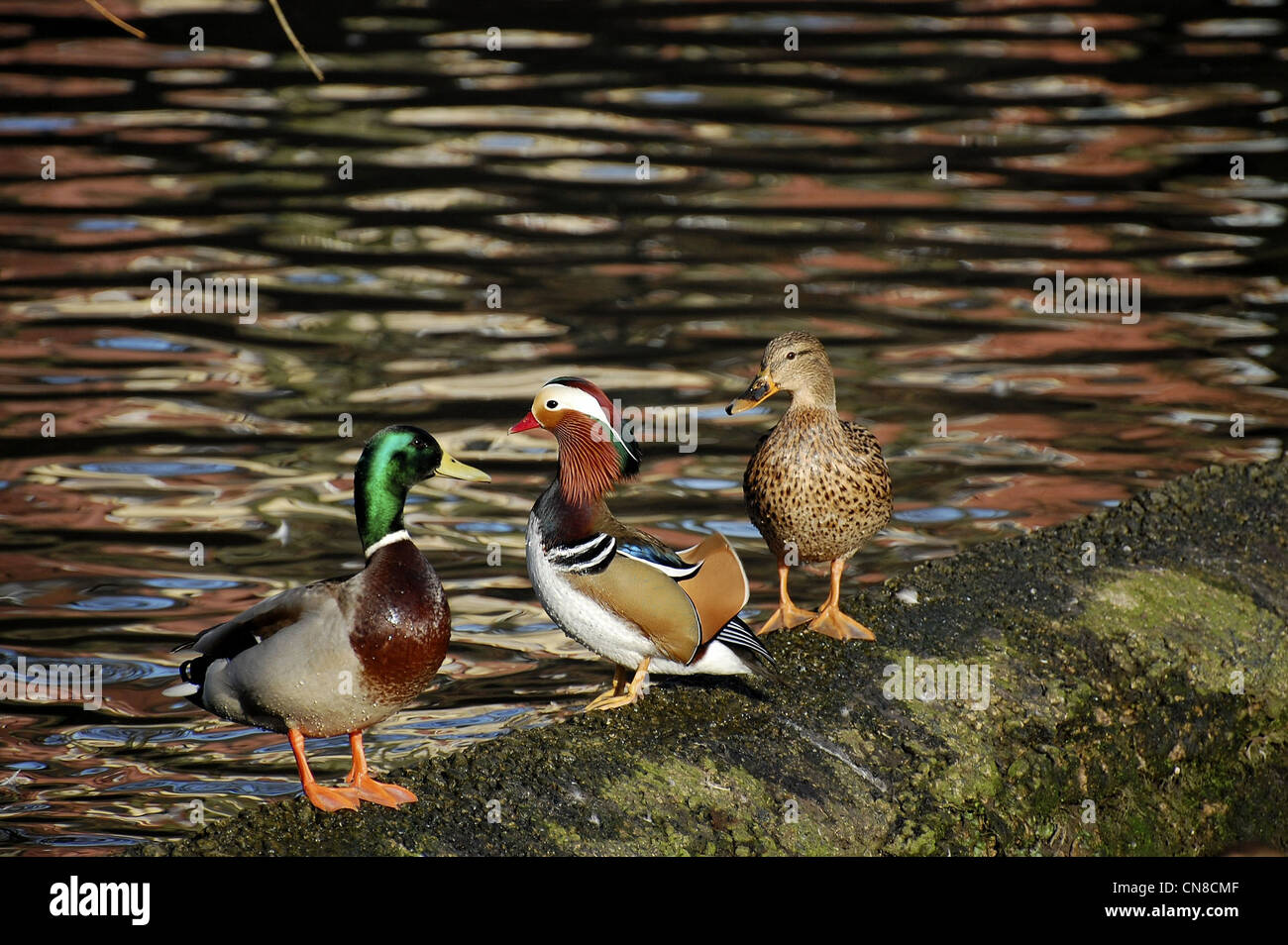 Mandarin duck keeping male mallard away from female mallard duck hires