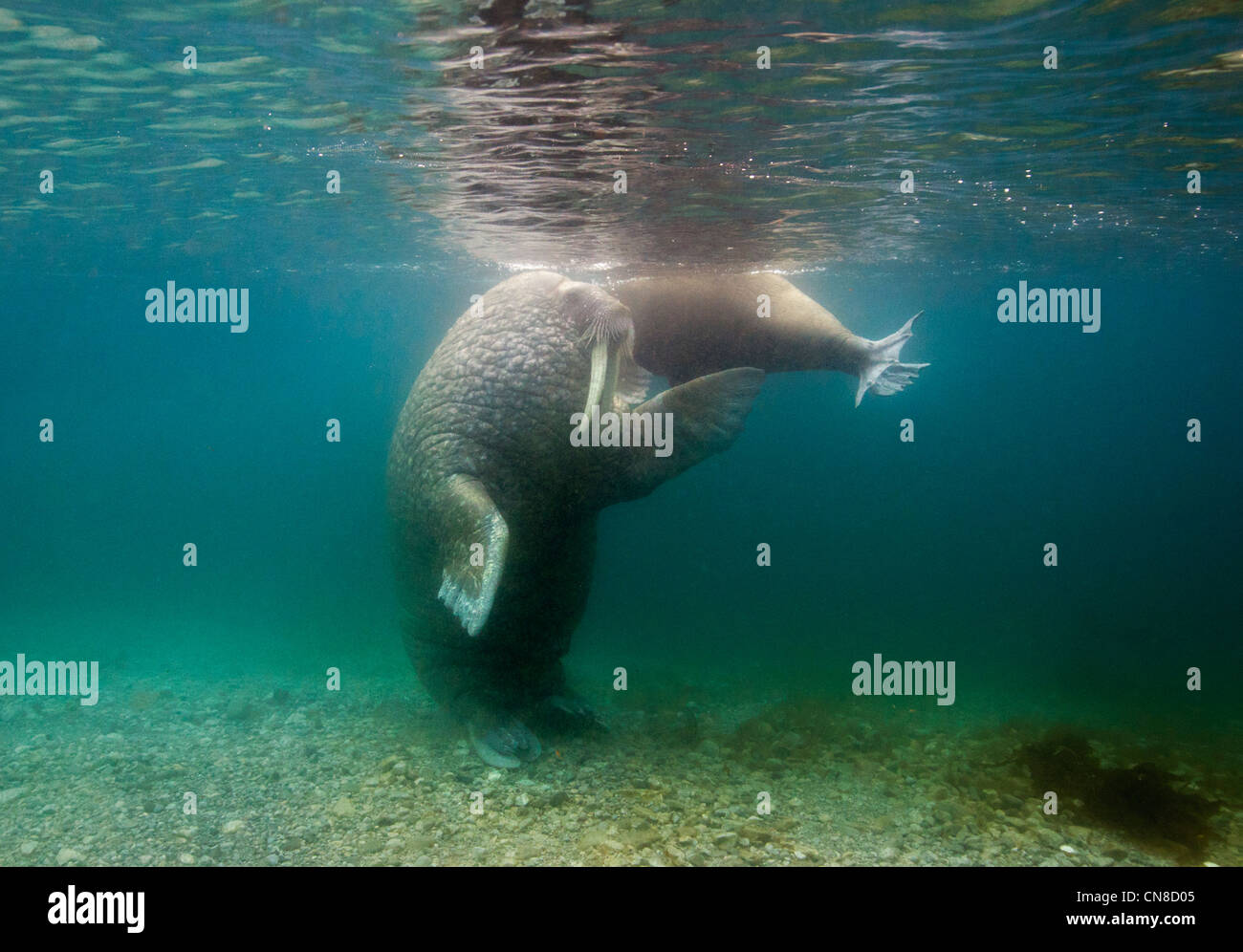 Norway, Svalbard, Spitsbergen Island, Two Walrus (Odobenus rosmarus) playing in shallows near haulout Stock Photo