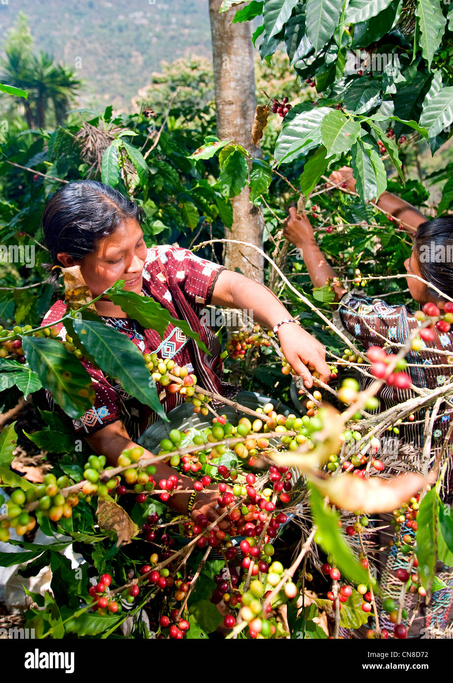Coffee farming in Guatemala Stock Photo Alamy