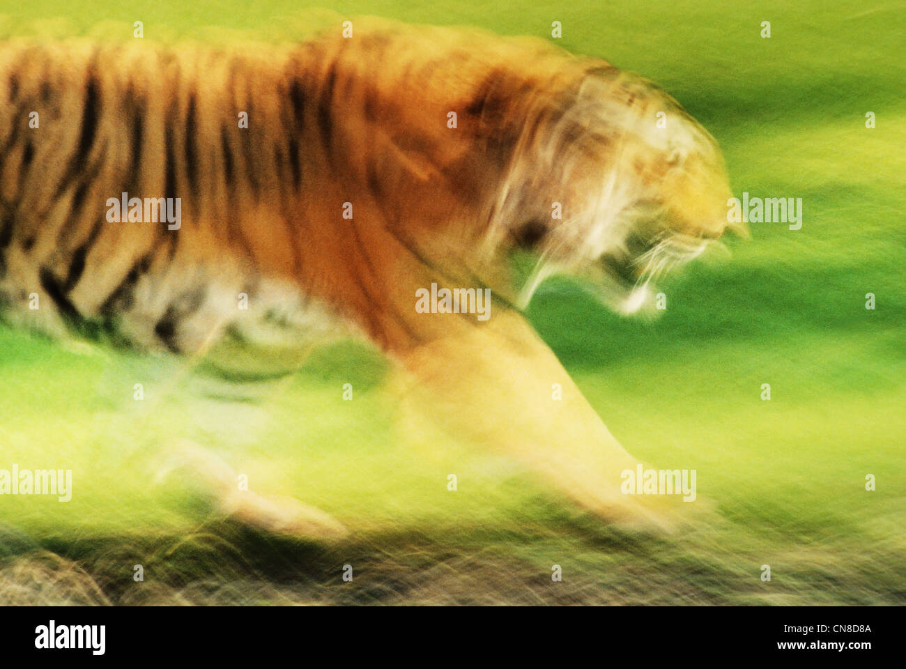 Motion blur of a tiger running across a green field Stock Photo