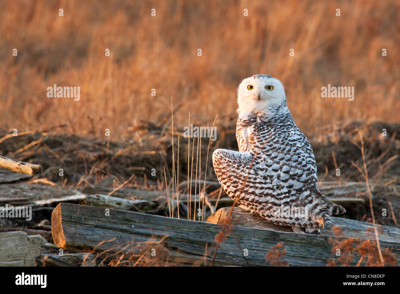 Juvenile Snowy owl perched on log in marsh at sunrise-Boundary Bay, British Columbia, Canada. Stock Photo