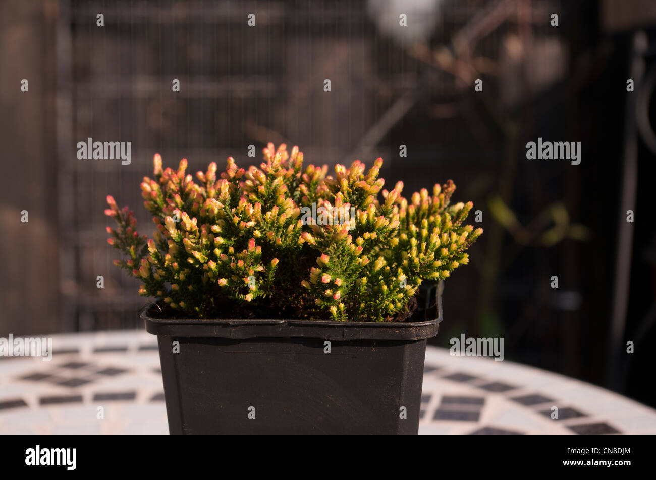 Hardy Potted Garden Heather Easter Bonfire Stock Photo