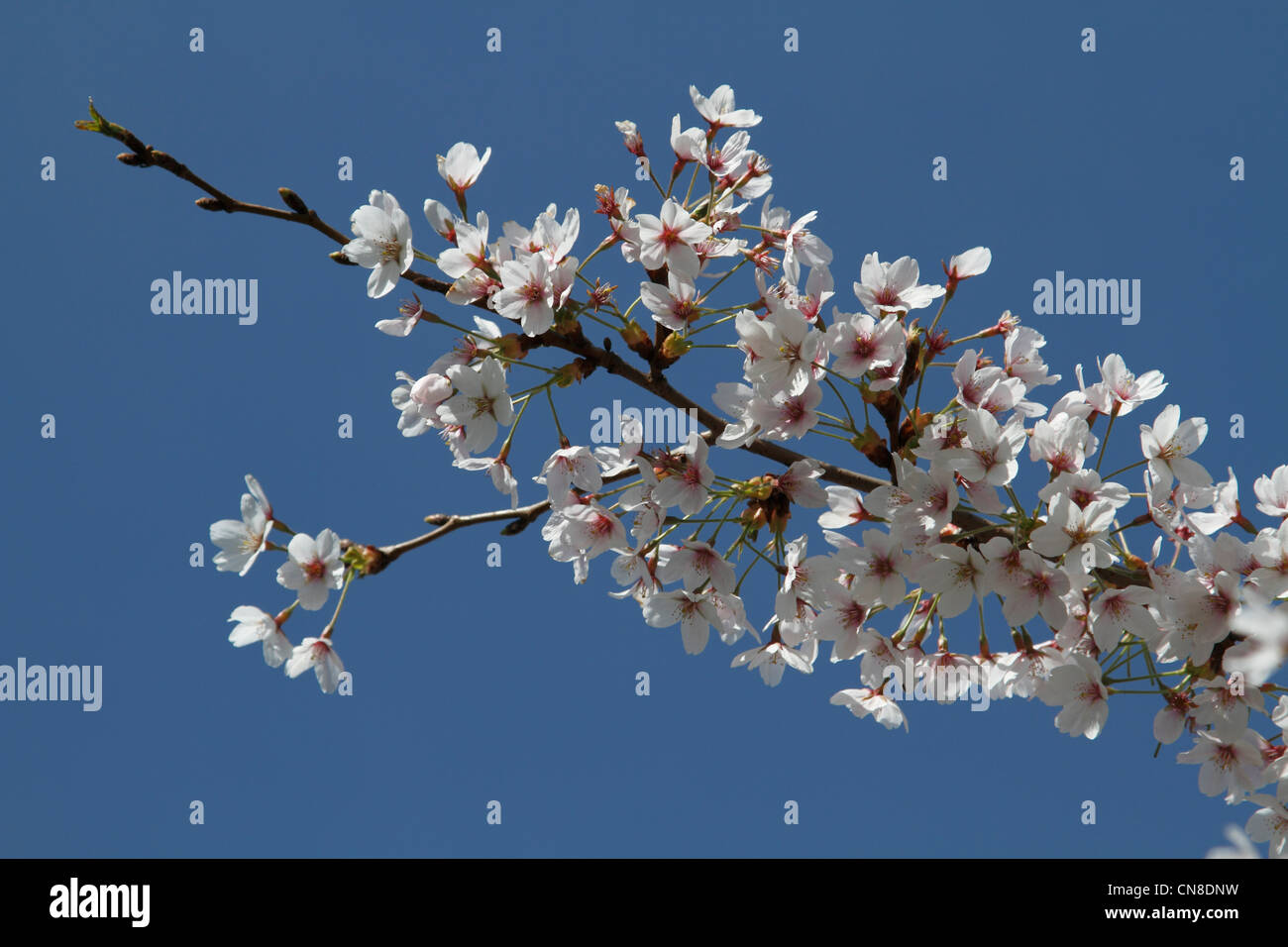 Cherry blossoms in a London park Stock Photo - Alamy