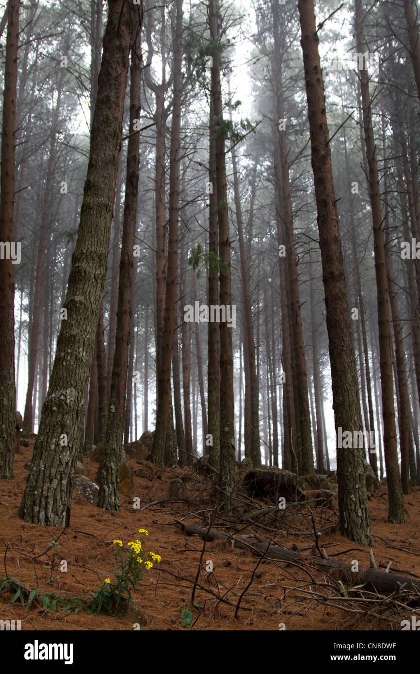 South africa mpumalanga pine forest hires stock photography and images