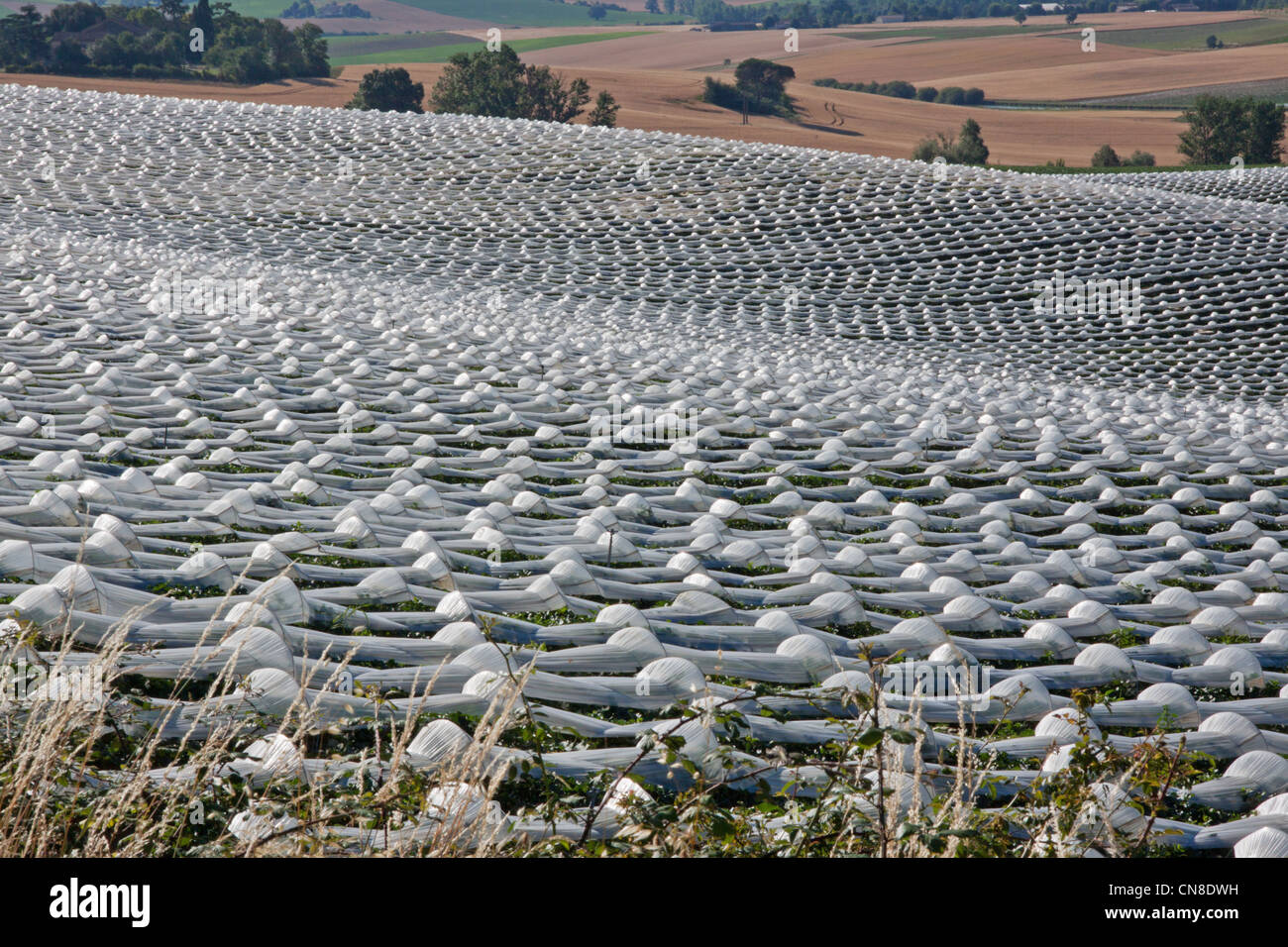 The Charente variety of the melon (Cucurbitaceae) growing under plastic