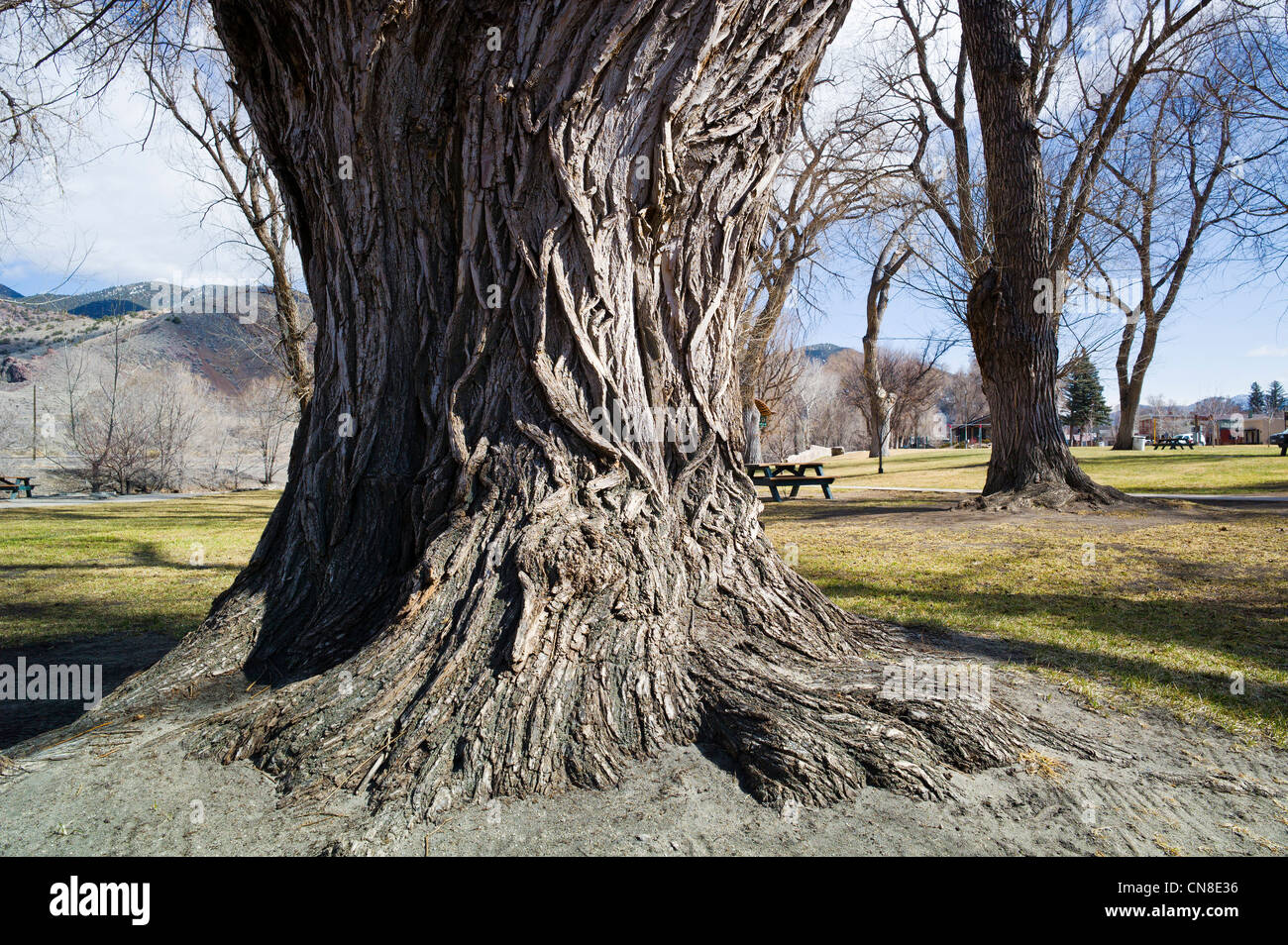 Rough textured bark on old Cottonwood Tree (Populus deltoides); Riverside Park; Salida; Colorado; USA Stock Photo