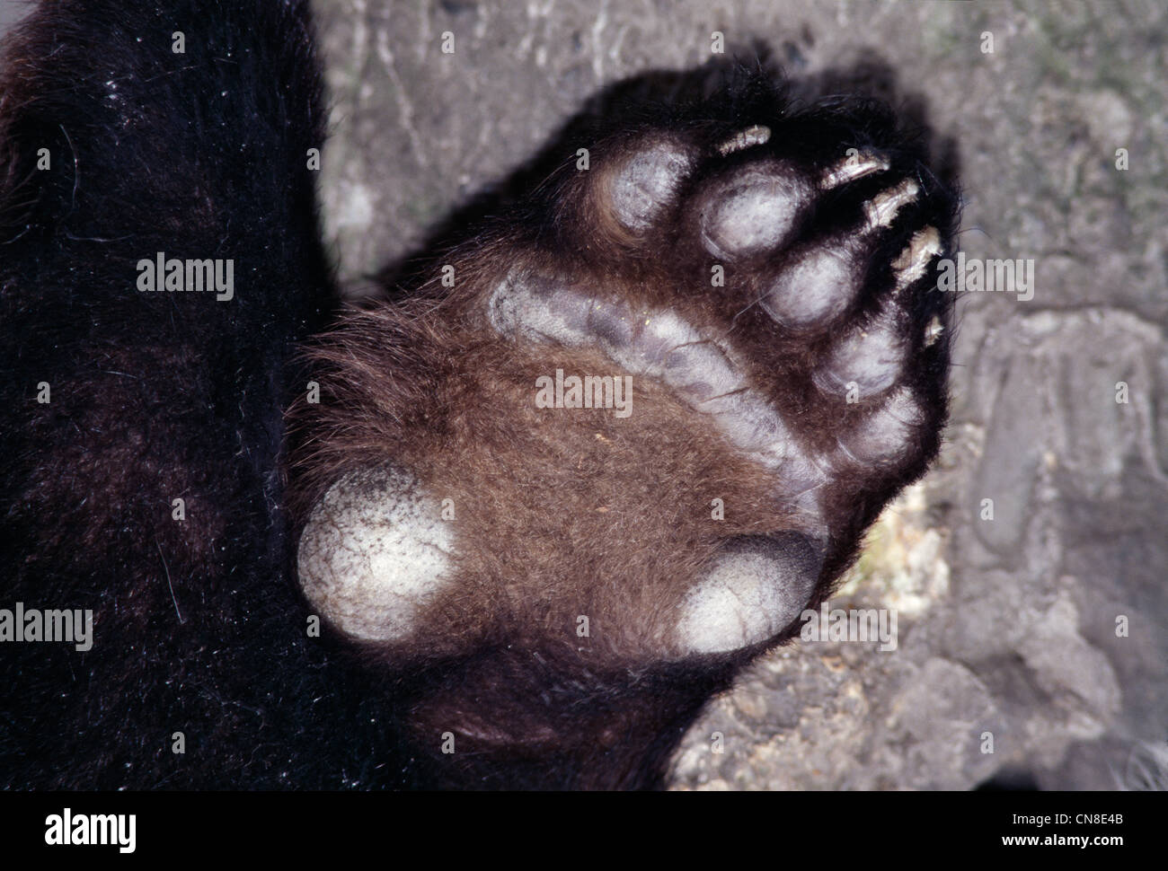 Panda's Paw High Resolution Stock Photography and Images - Alamy