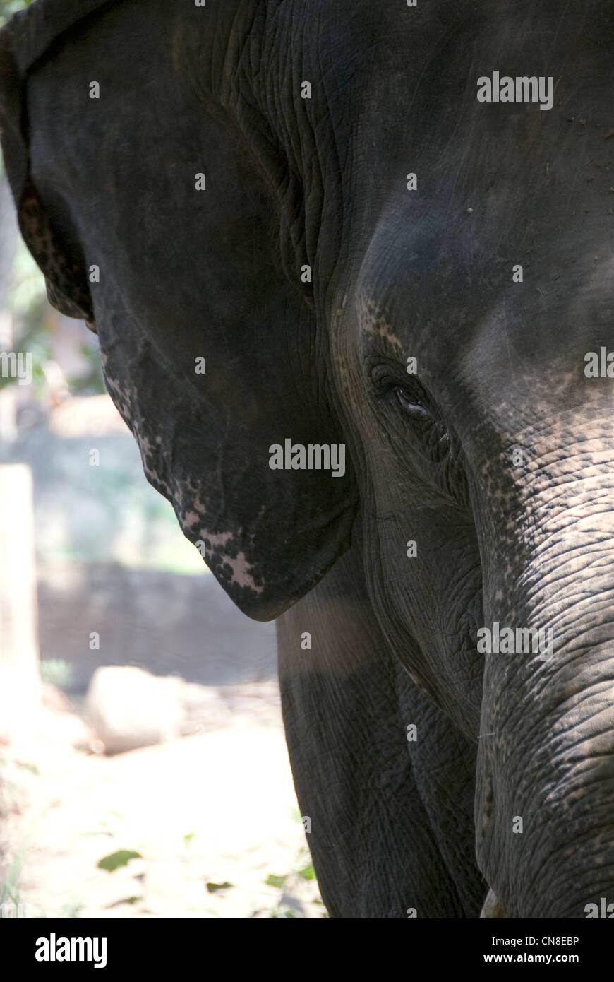 Front profile view of a healthy elephant at Punnathur Kotta Elephant Sanctuary, Kerala, India Stock Photo