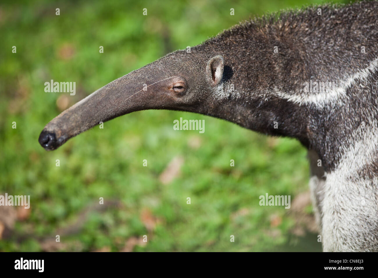 Giant anteater (Myrmecophaga tridactyla). Inserts: fore paw claws.