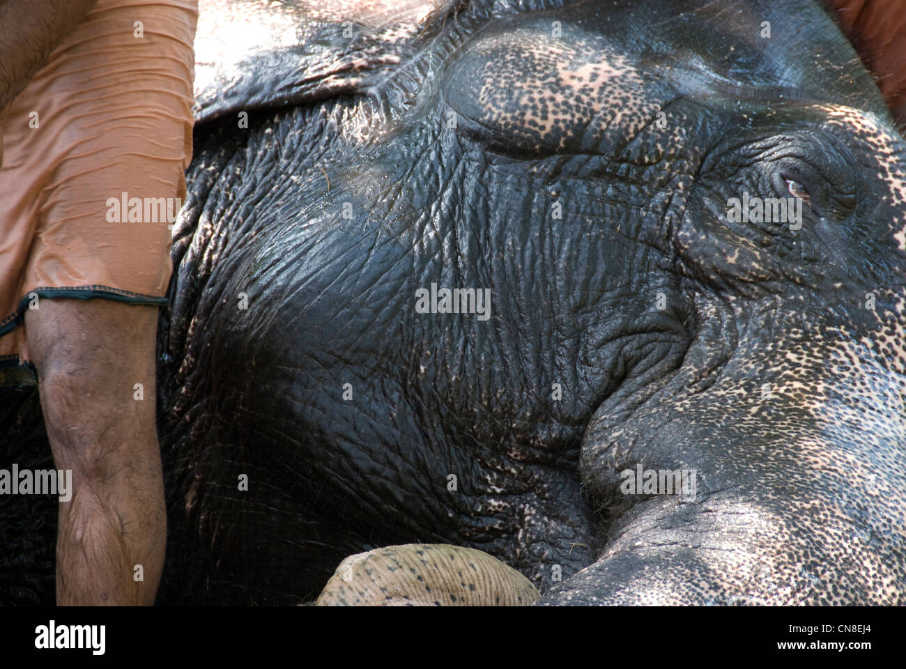 Elephant receiving bath at at Punnathur Kotta Elephant Sanctuary, Kerala, India Stock Photo