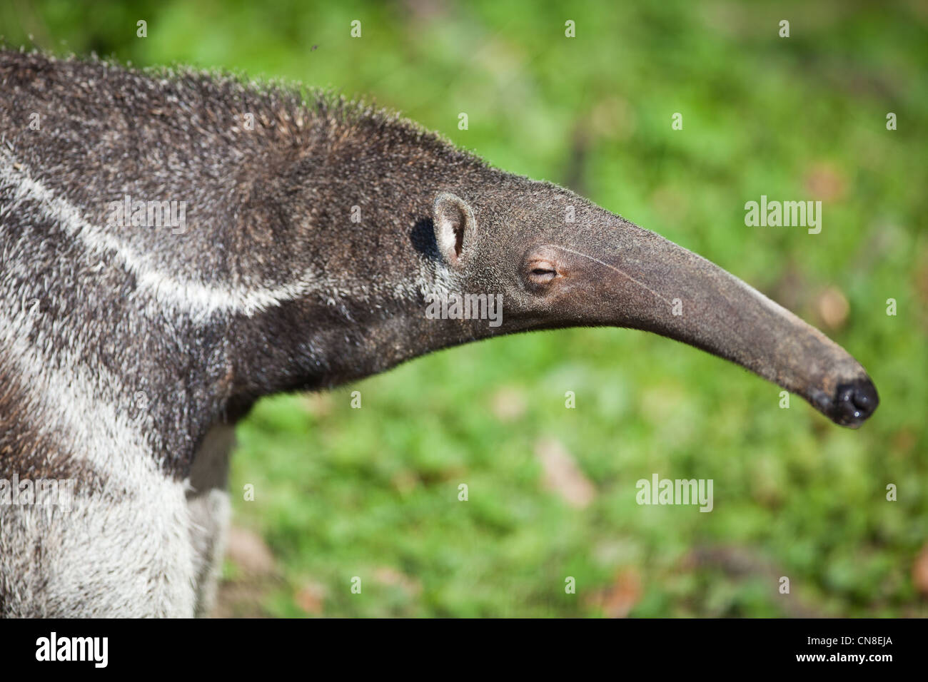 Giant Anteater (Myrmecophaga tridactyla) Stock Photo