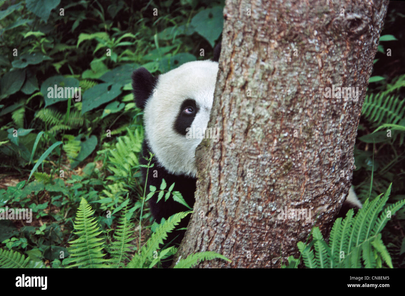 Giant Panda Cub Behind A Tree Half Of Face Shown Wolong Panda Reserve