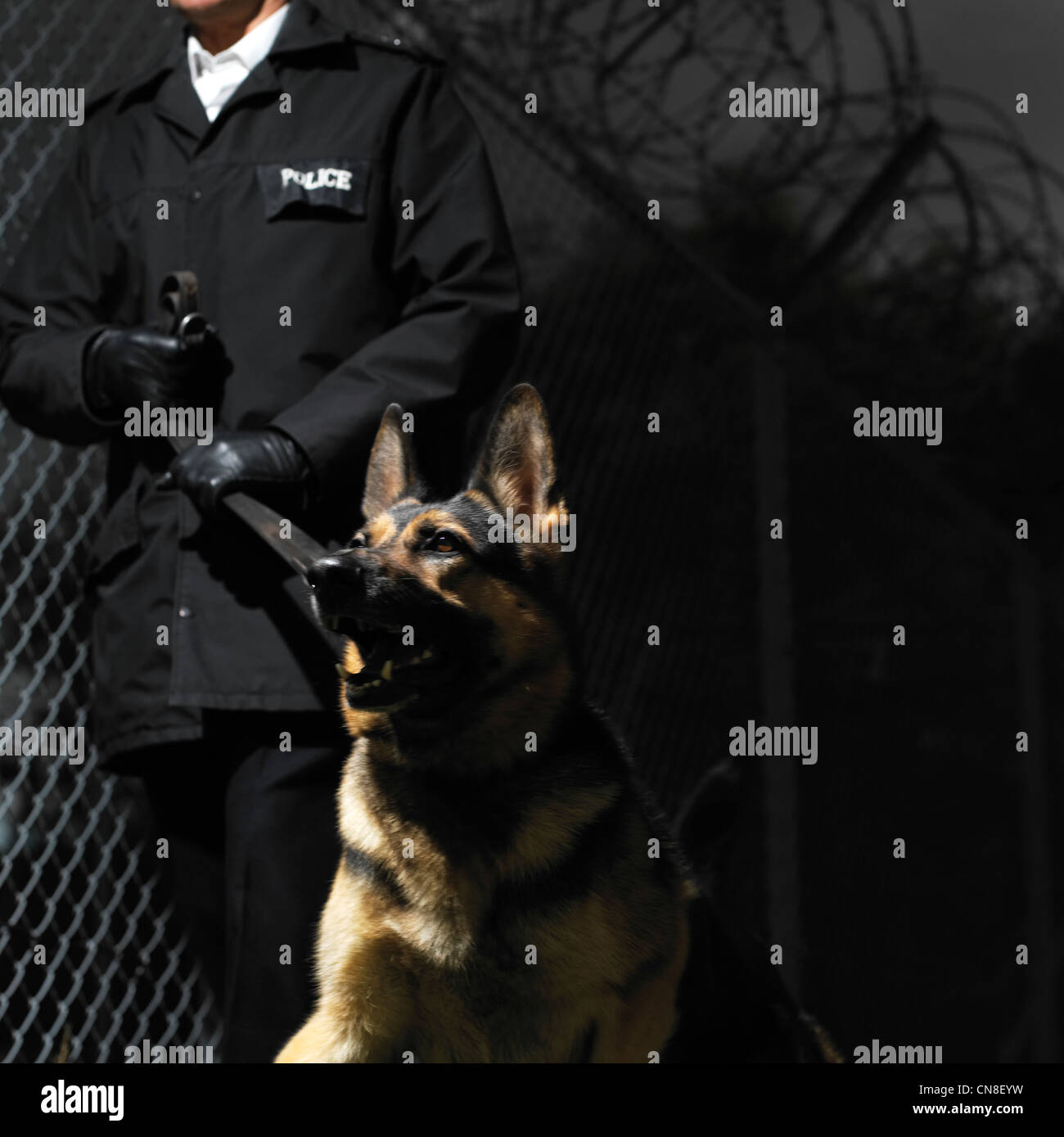 Police guard dog with handler Stock Photo