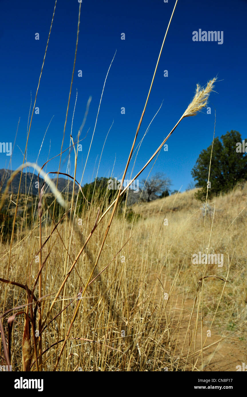 Hiking on the Arizona National Scenic Trail, Gardner Canyon, Coronado National Forest, Sonoran Desert, Sonoita, Arizona, USA. Stock Photo