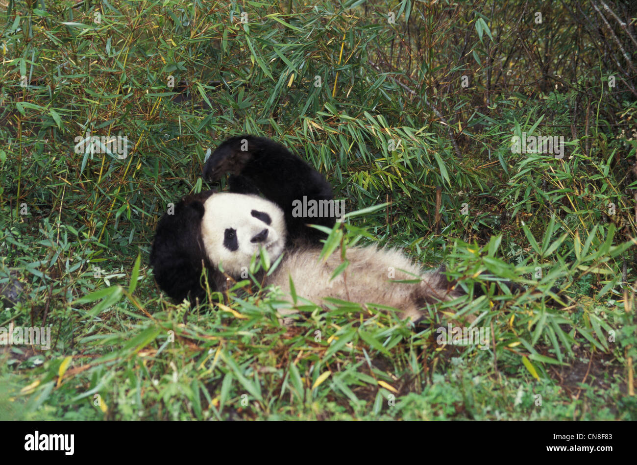 Baby Panda playing in the bamboo bush, Wolong, Sichuan Province, China ...
