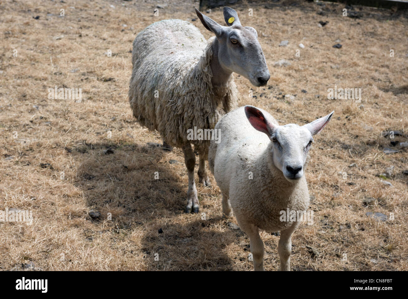 Sheep on UK farm Stock Photo