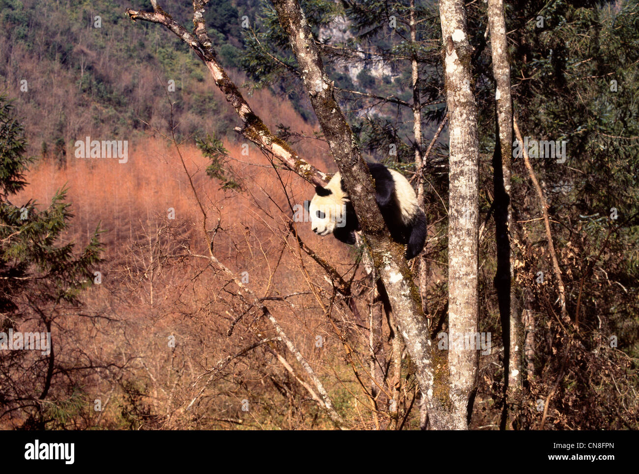 Giant Panda cub on tree, Wolong Valley, Sichuan, China Stock Photo - Alamy