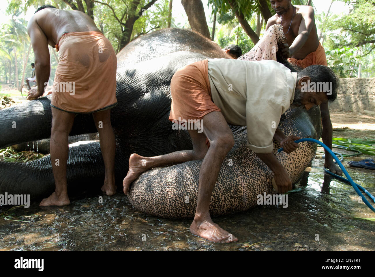 Men bathing/washing Elephant at Punnathur Kotta Elephant Sanctuary, Kerala, India Stock Photo