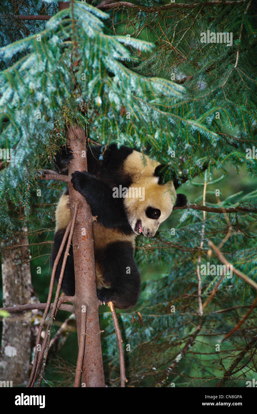 Giant Panda cub on tree, Wolong Valley, Sichuan, China Stock Photo - Alamy