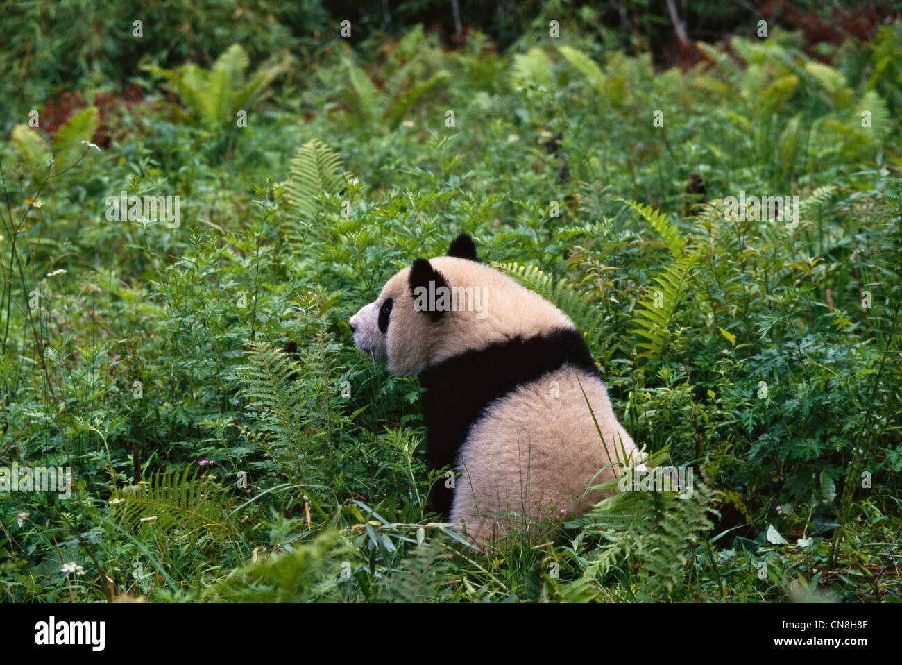 Giant Panda Cub In The Bush Wolong Sichuan China Stock Photo Alamy