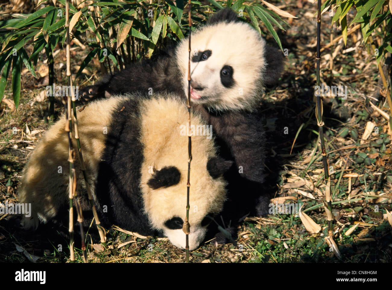 Two panda cubs play in the bamboo bush, Wolong, Sichuan, China Stock ...