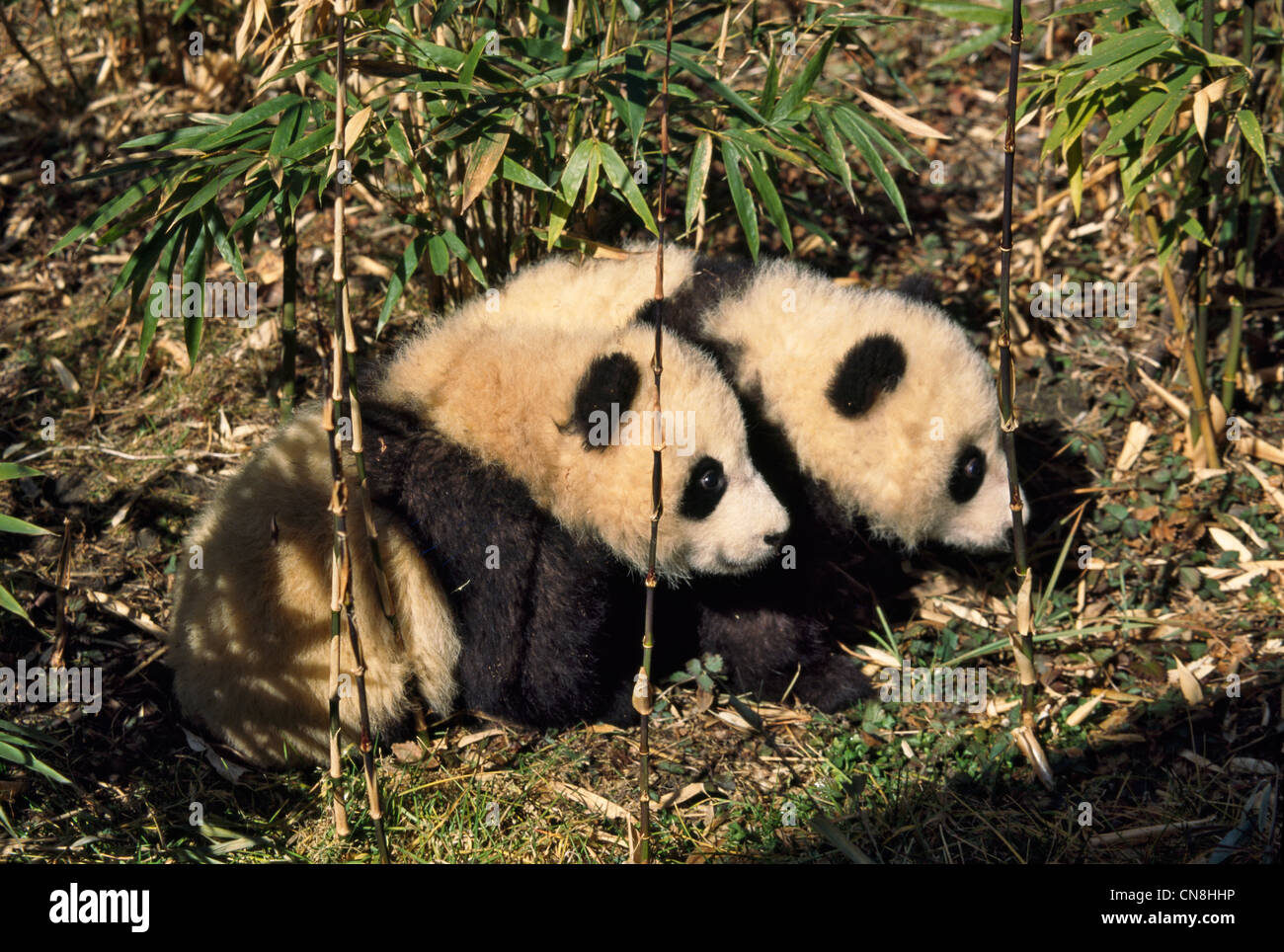 Two panda cubs play in the bamboo bush, Wolong, Sichuan, China Stock ...