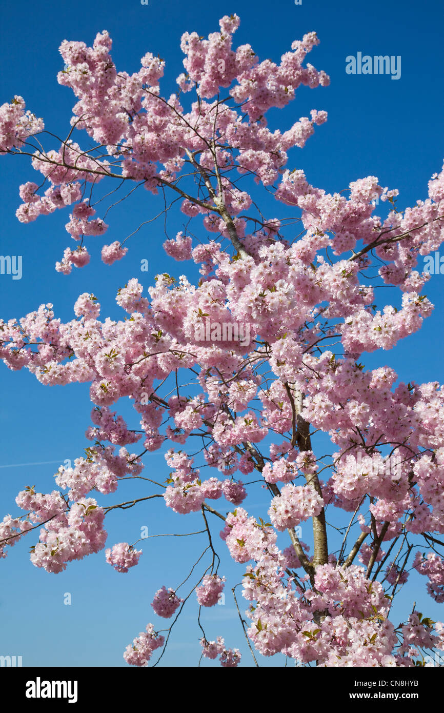 Flowering Prunus Accolade in full bloom at springtime at RHS Garden Wisley, Surrey, England, UK Stock Photo