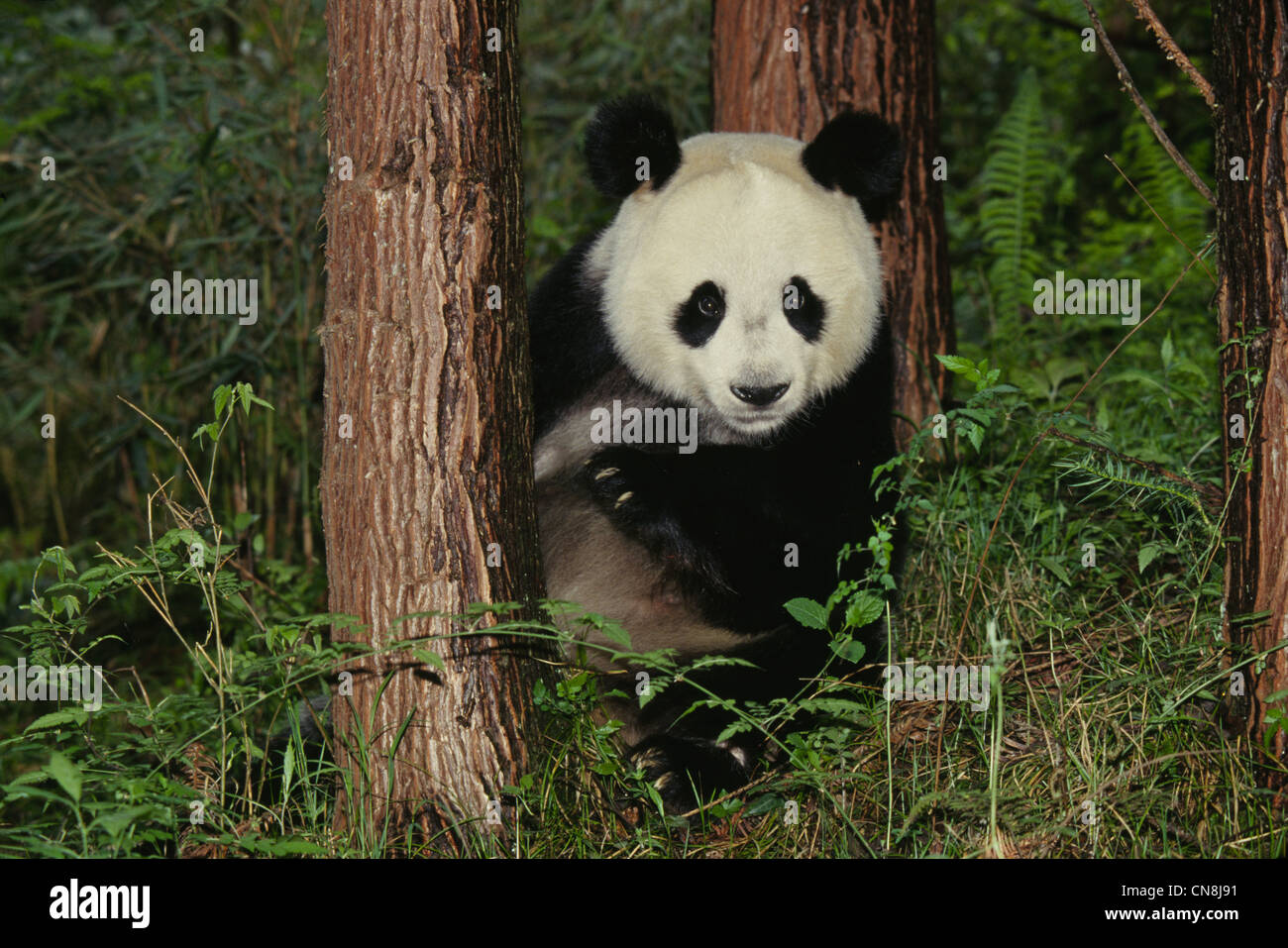 Giant Panda cub by a tree in the forest, Wolong, Sichuan, China Stock ...