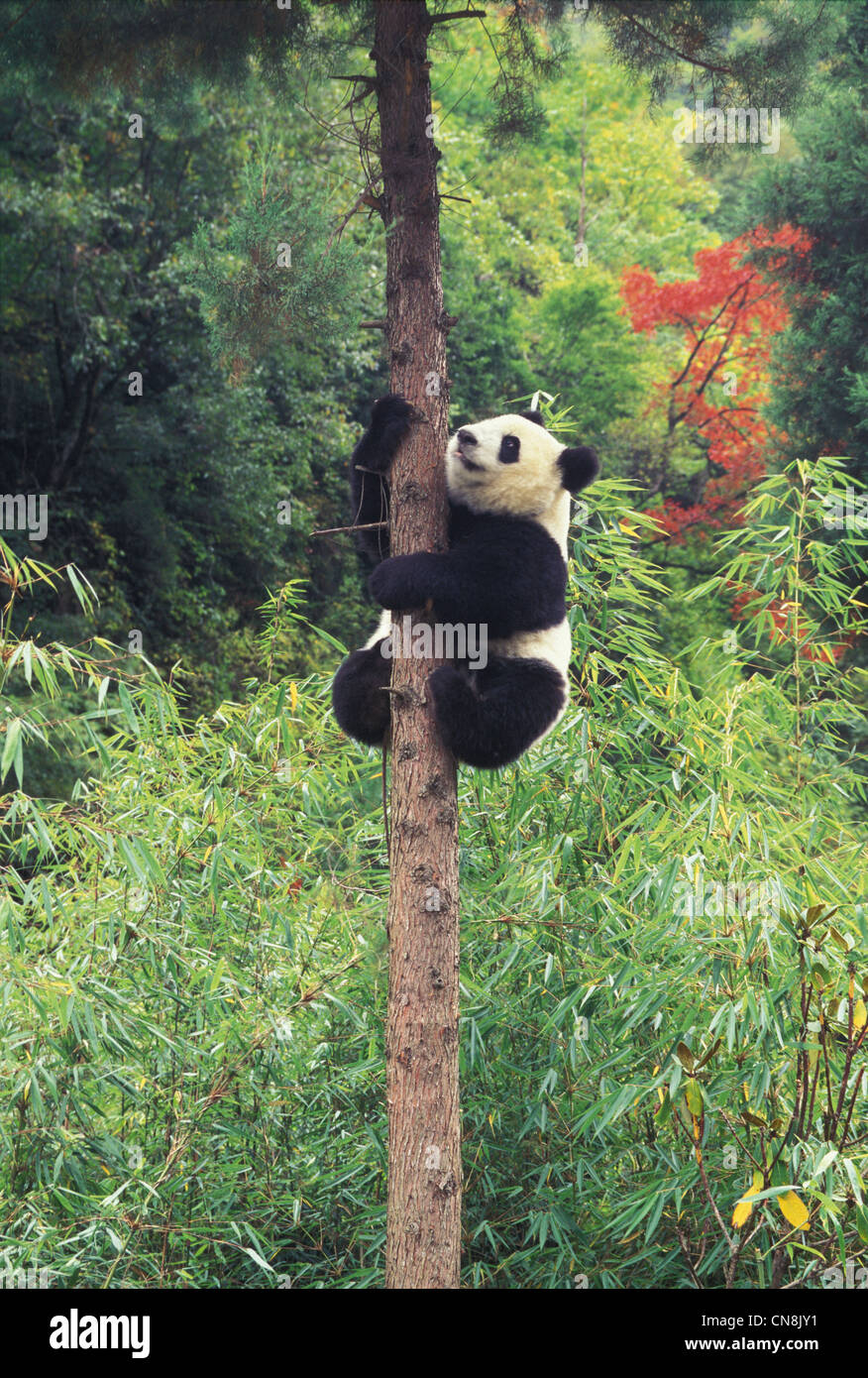 Panda cub climbing the tree, Wolong, Sichuan Province, China Stock ...