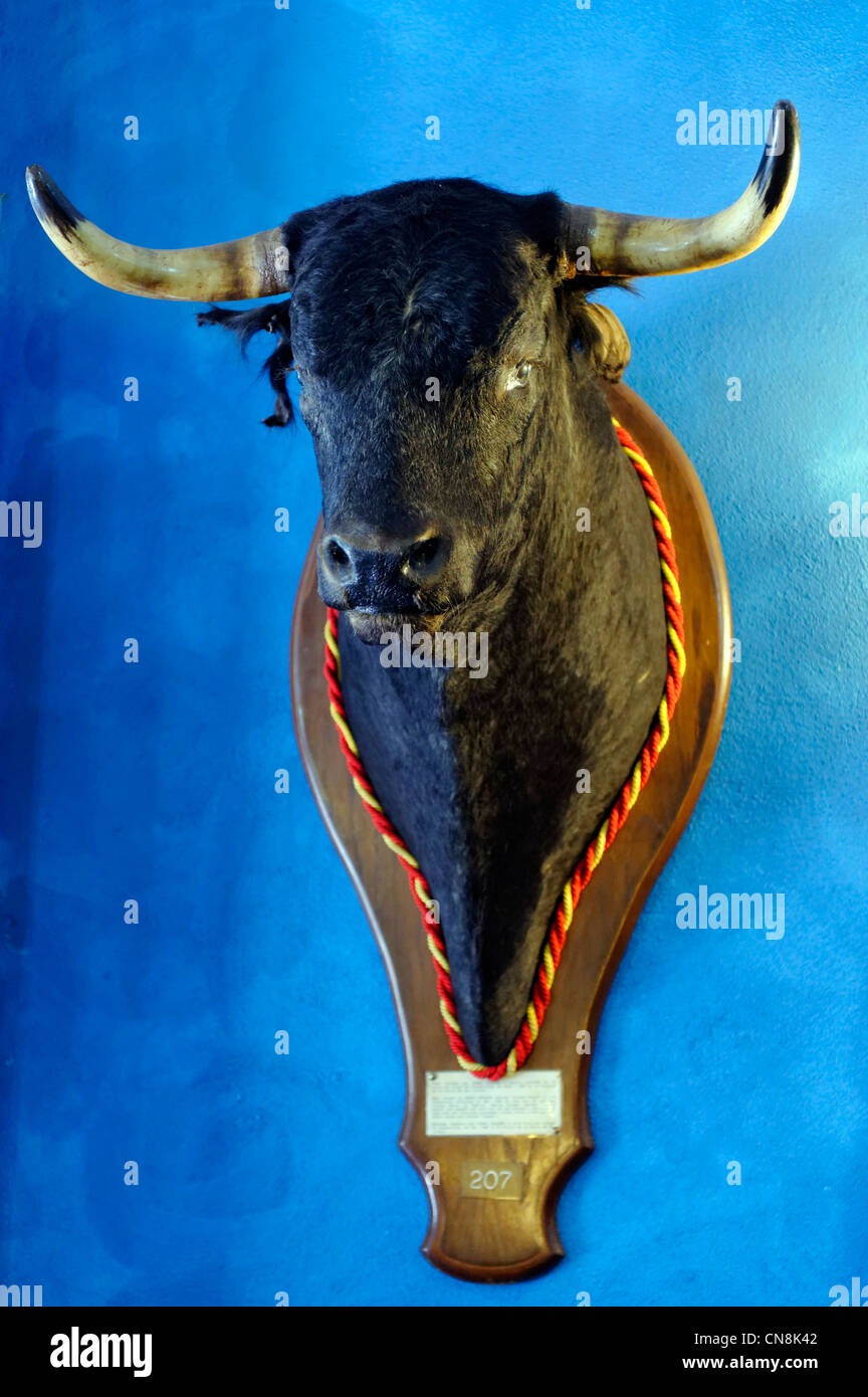 Spain, Andalucia, Fuengirola, stuffed bull's head on the wall of a tapas bar Stock Photo