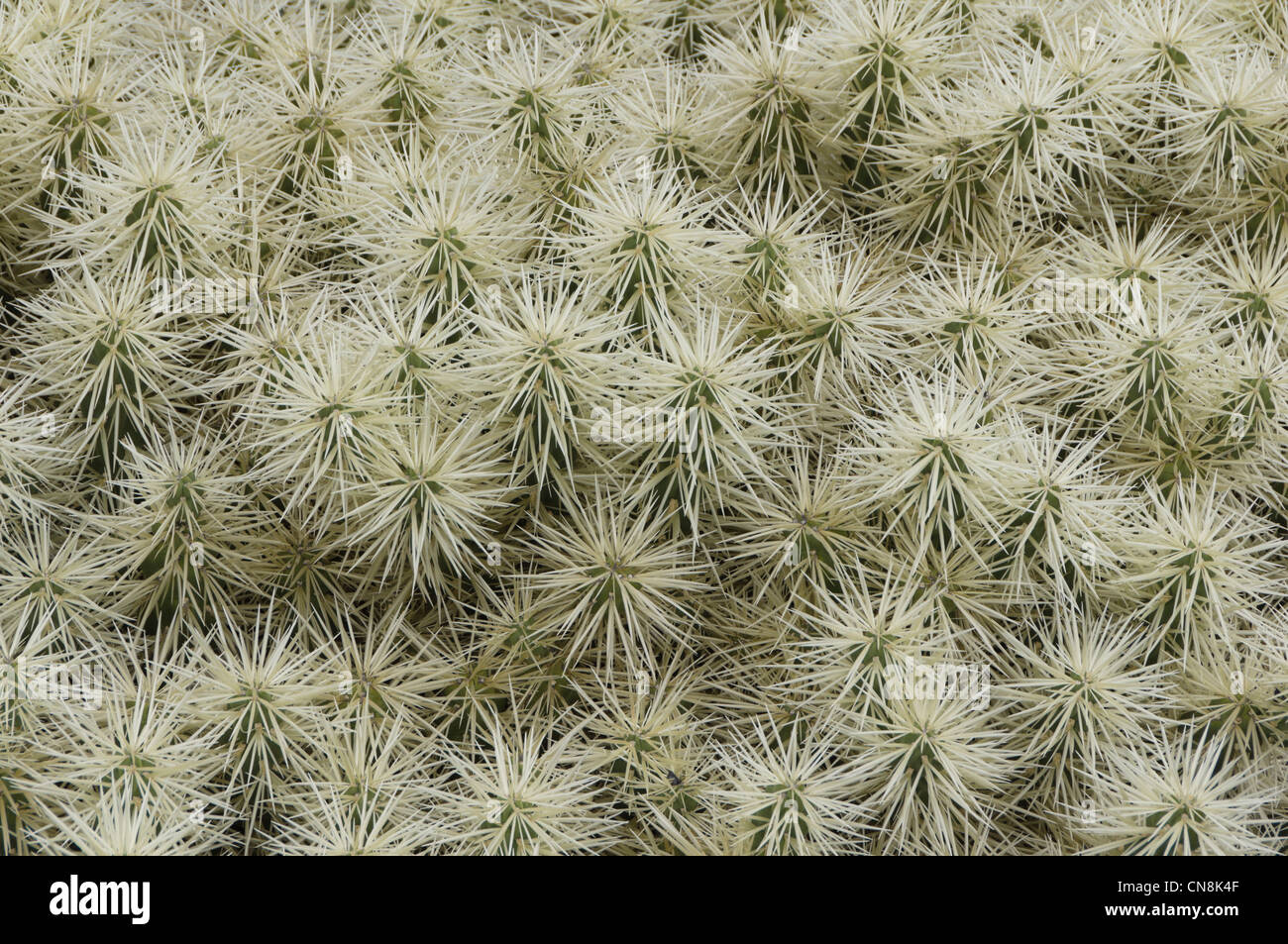 Lanzarote, Canary Islands - the Cactus Garden at Guatiza. Cactus Opuntia tunicata, Mexico. Stock Photo