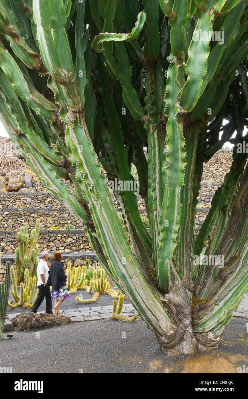 Euphorbia candelabrum hi-res stock photography and images - Alamy