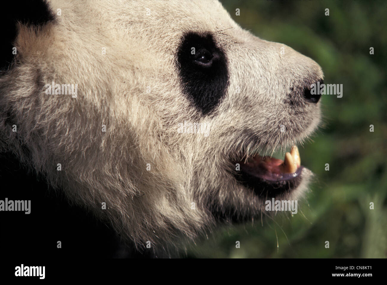 Giant Panda, head shot, China Stock Photo