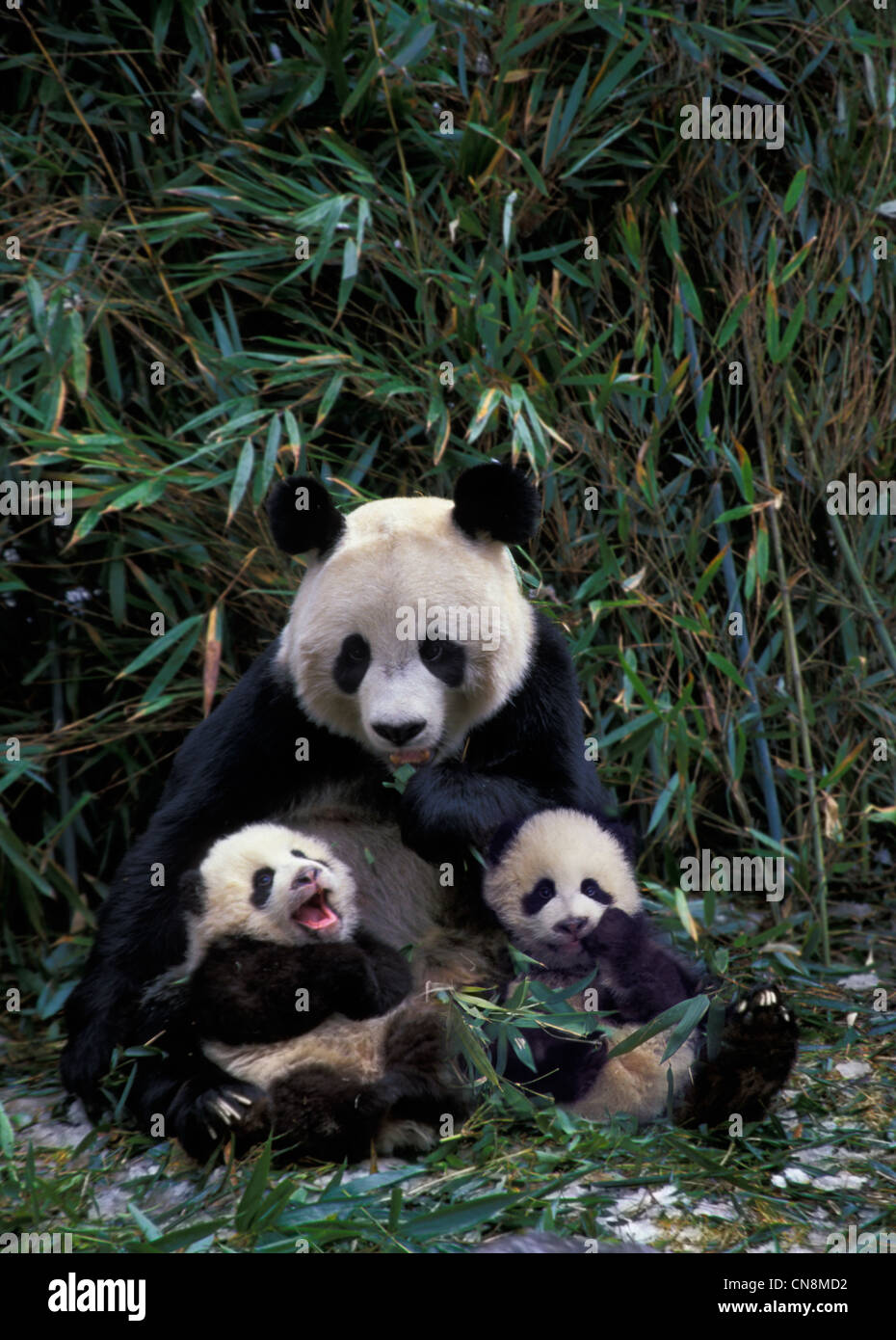 Mother giant panda with two cubs in the bamboo bush, Wolong, Sichuan ...