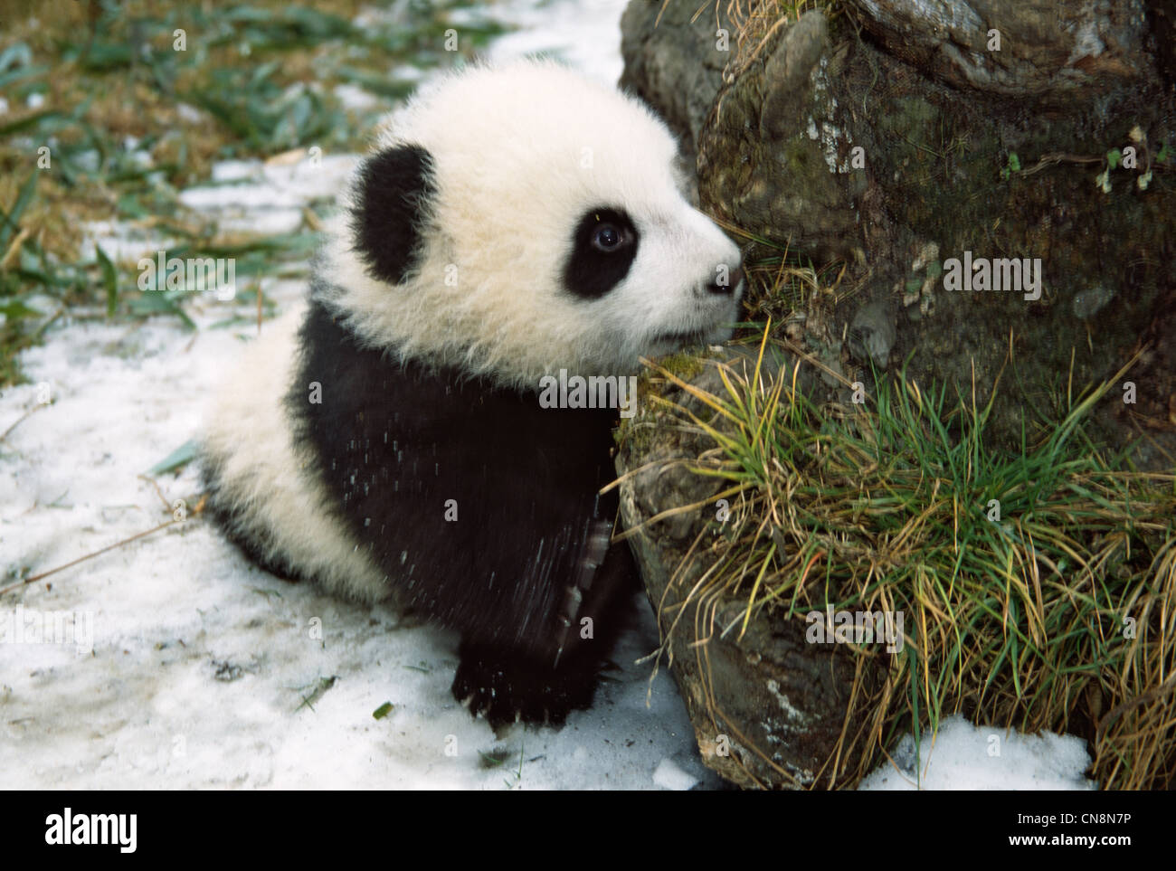 5-month-old panda cub in the bamboo bush on sow, Wolong, Sichuan, China ...