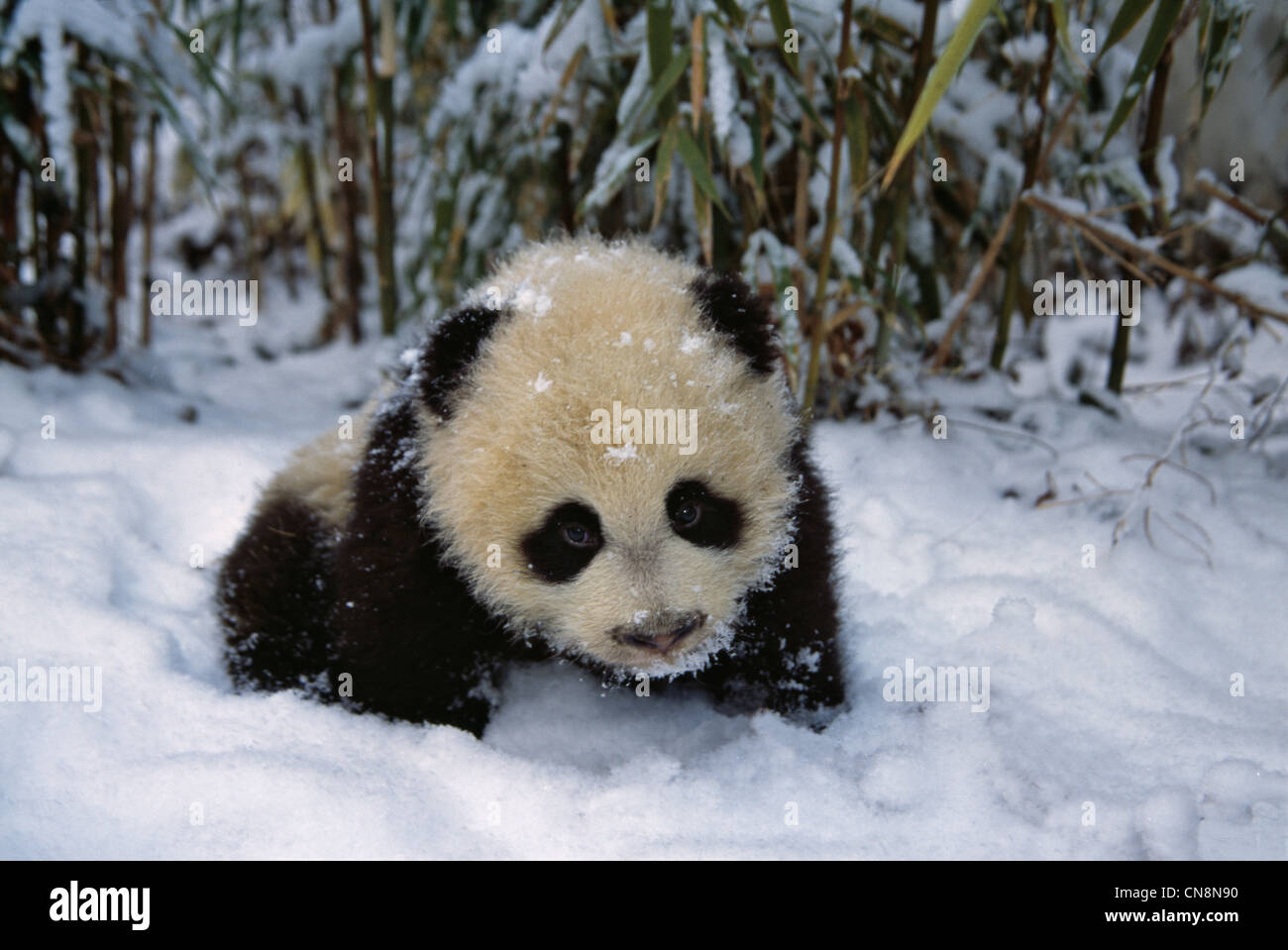 5-month-old panda cub in the bamboo bush on sow, Wolong, Sichuan, China ...