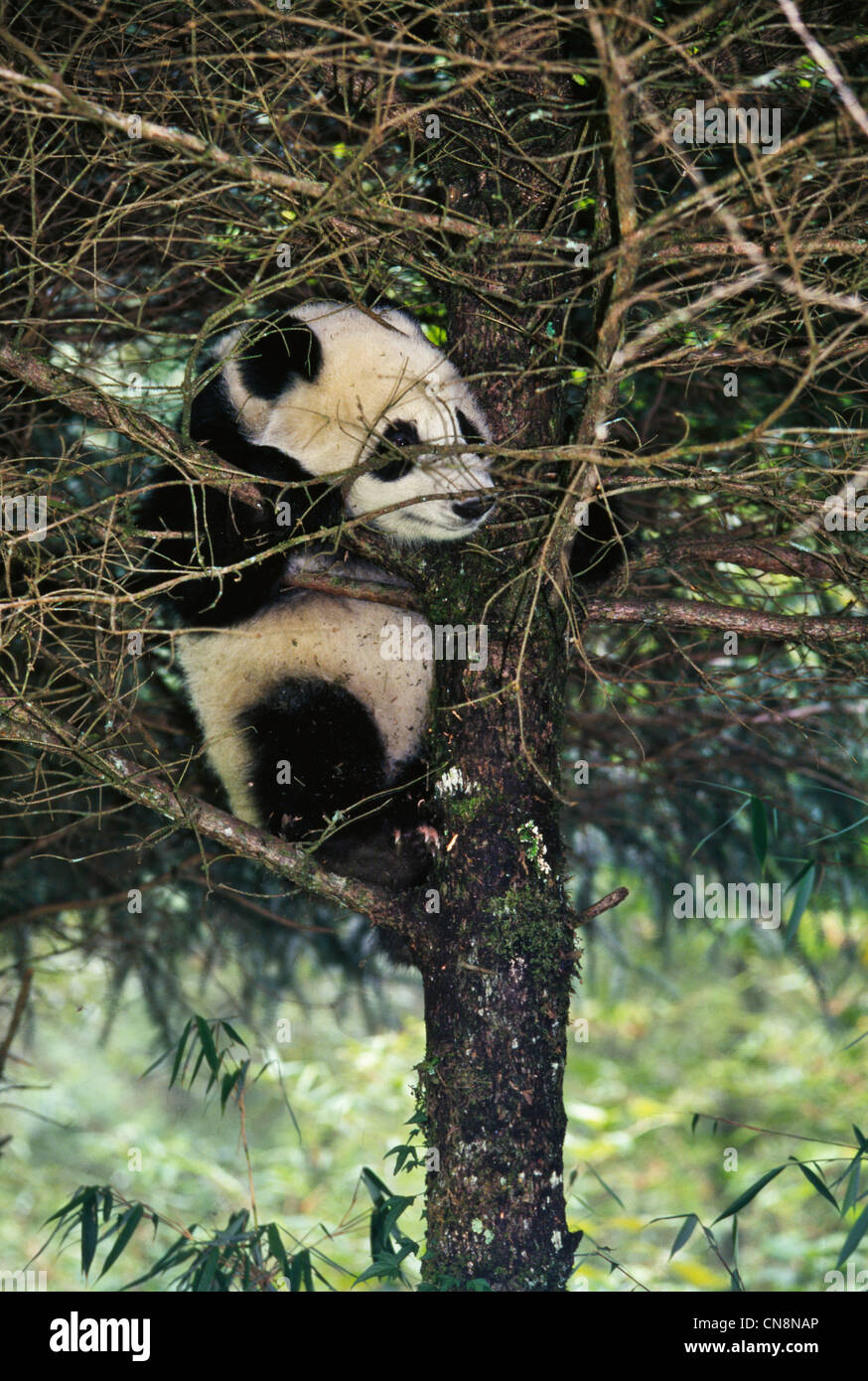 Panda cub on tree, Wolong, Sichuan Province, China Stock Photo - Alamy