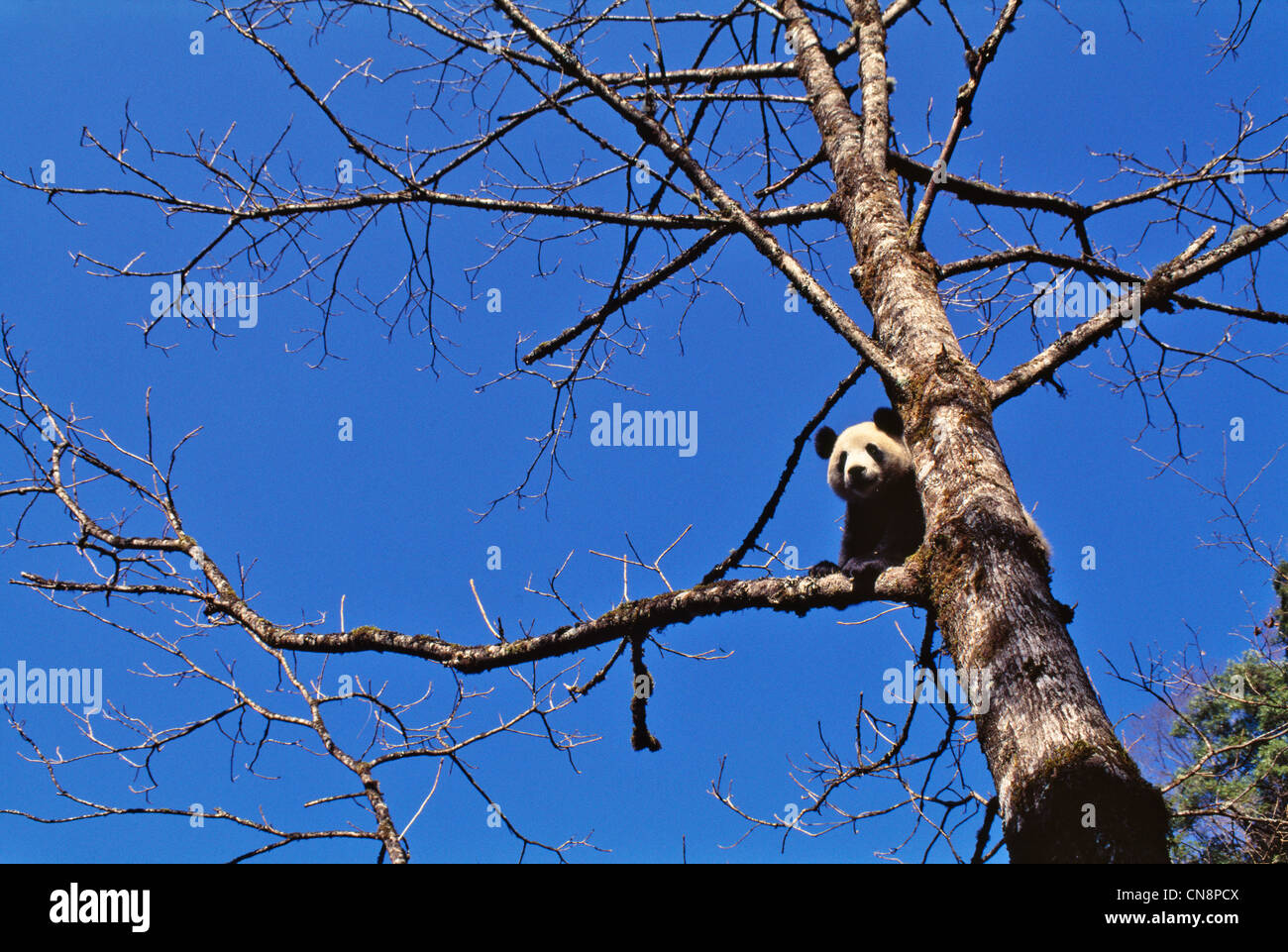 Giant Panda cub on tree, Wolong Valley, Sichuan, China Stock Photo - Alamy