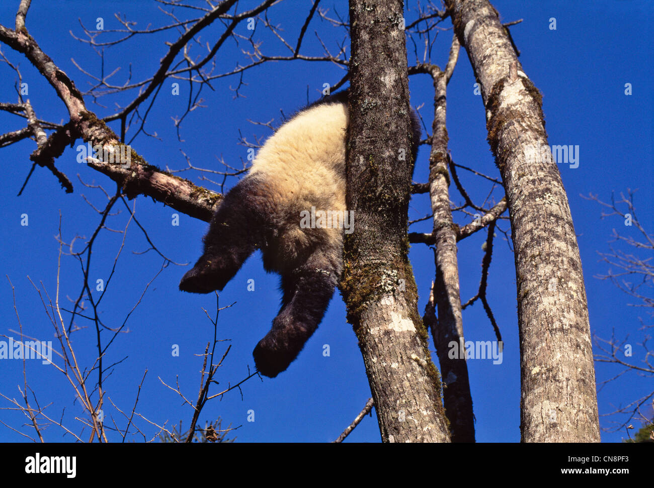 Giant Panda cub on tree, Wolong Valley, Sichuan, China Stock Photo - Alamy