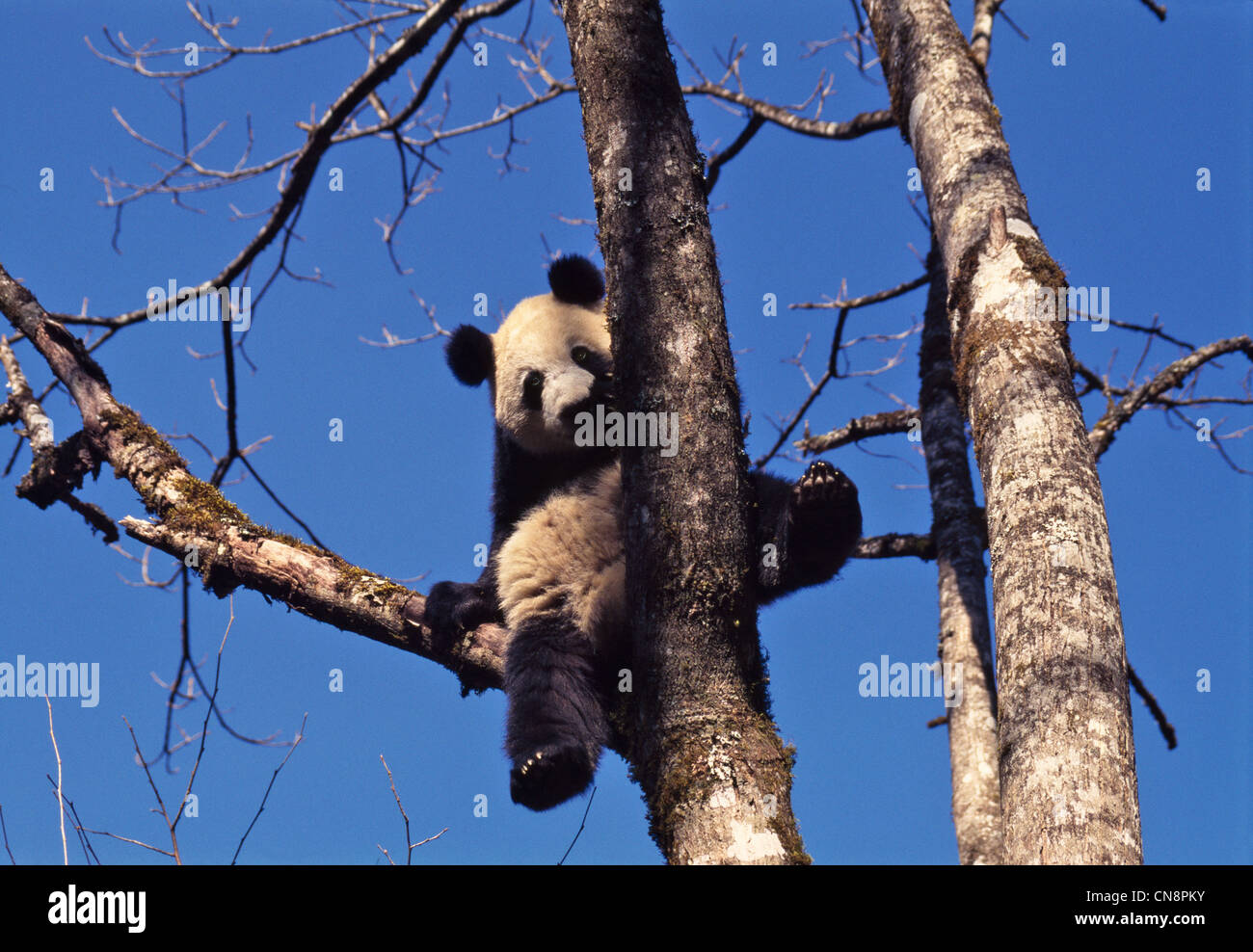 Giant Panda cub on tree, Wolong Valley, Sichuan, China Stock Photo - Alamy