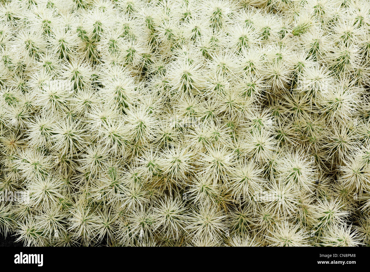 Lanzarote, Canary Islands - the Cactus Garden at Guatiza. Cactus Opuntia tunicata, Mexico. Stock Photo