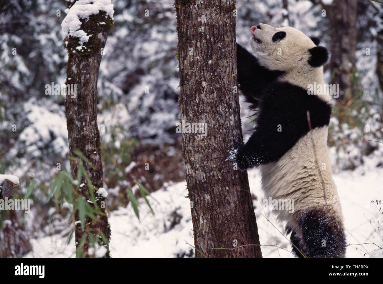 Giant Panda cub by a tree, Wolong Valley, Sichuan, China Stock Photo ...