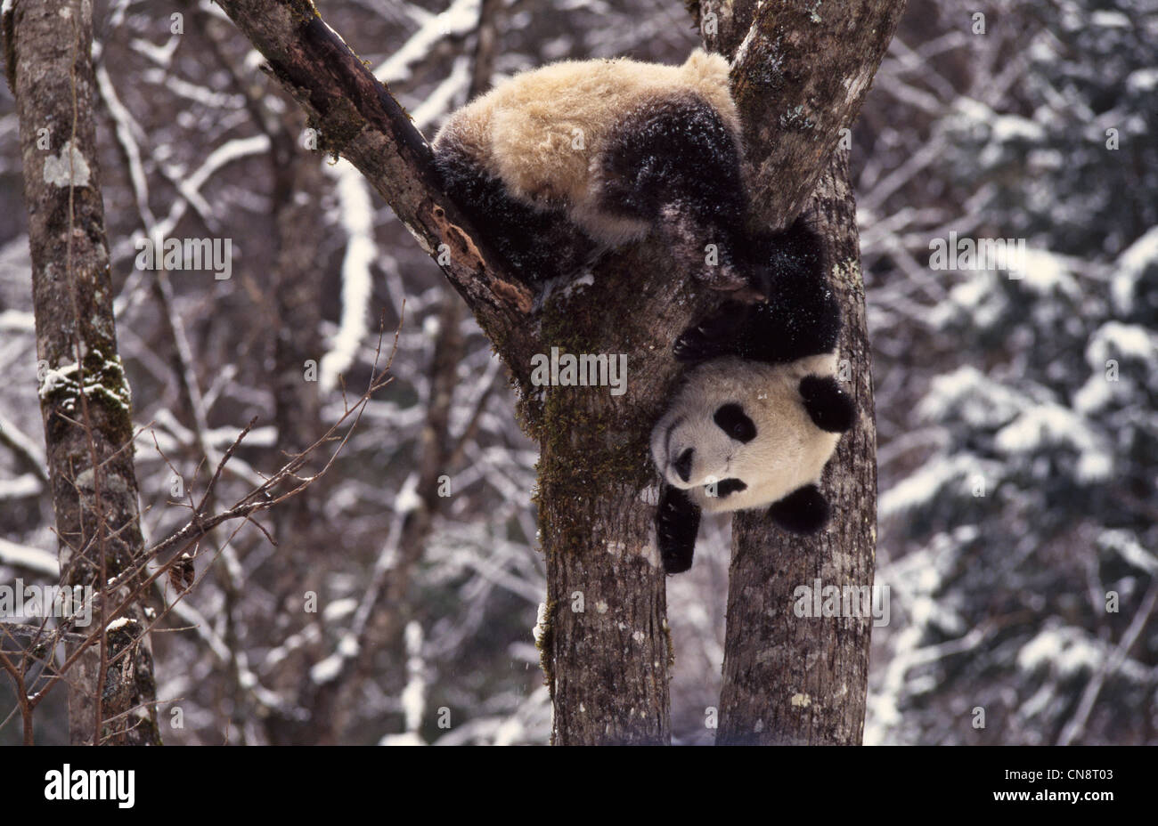 Giant Panda cub on tree, Wolong Valley, Sichuan, China Stock Photo - Alamy