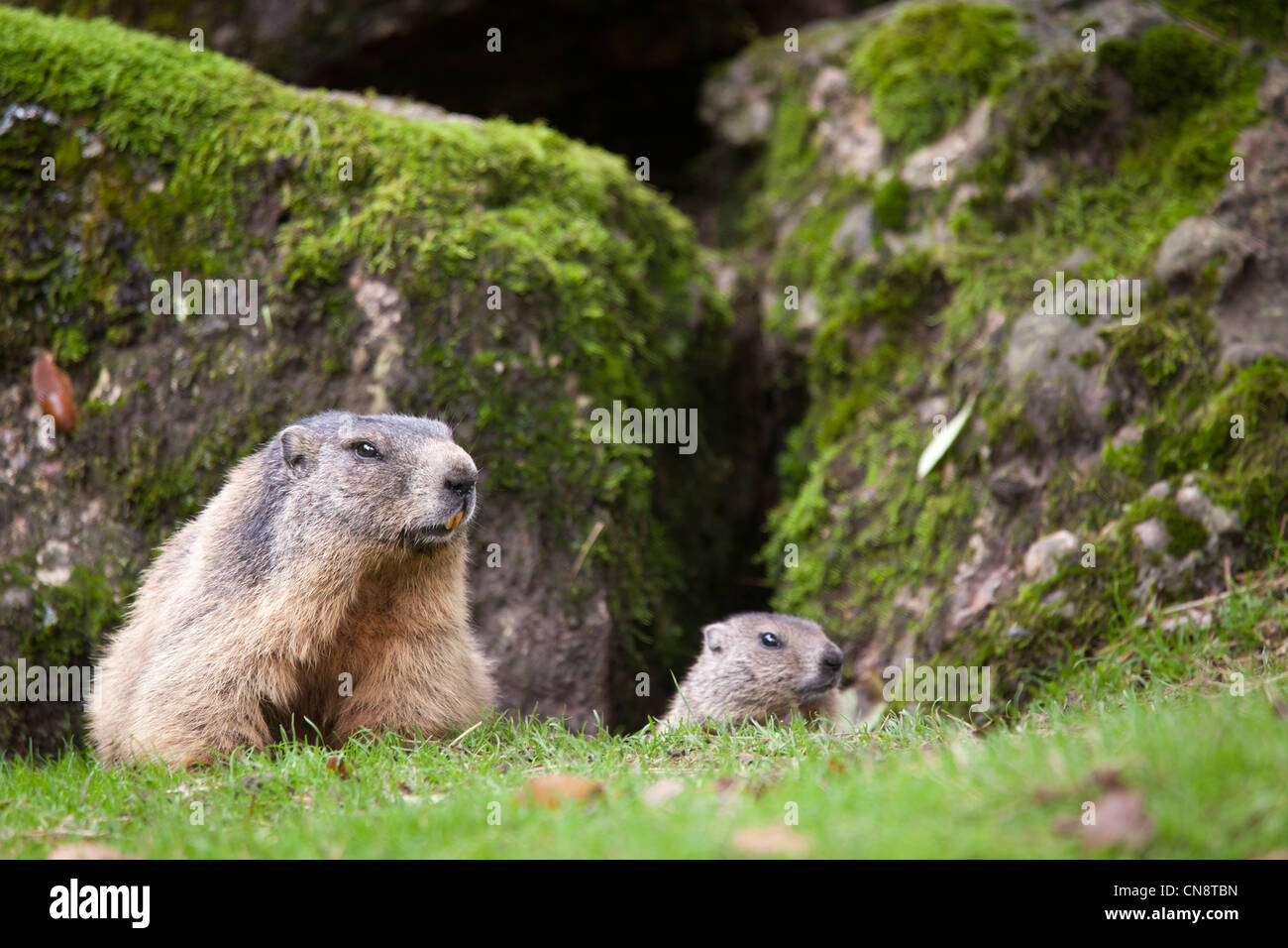 Marmot (Marmota marmota) Stock Photo