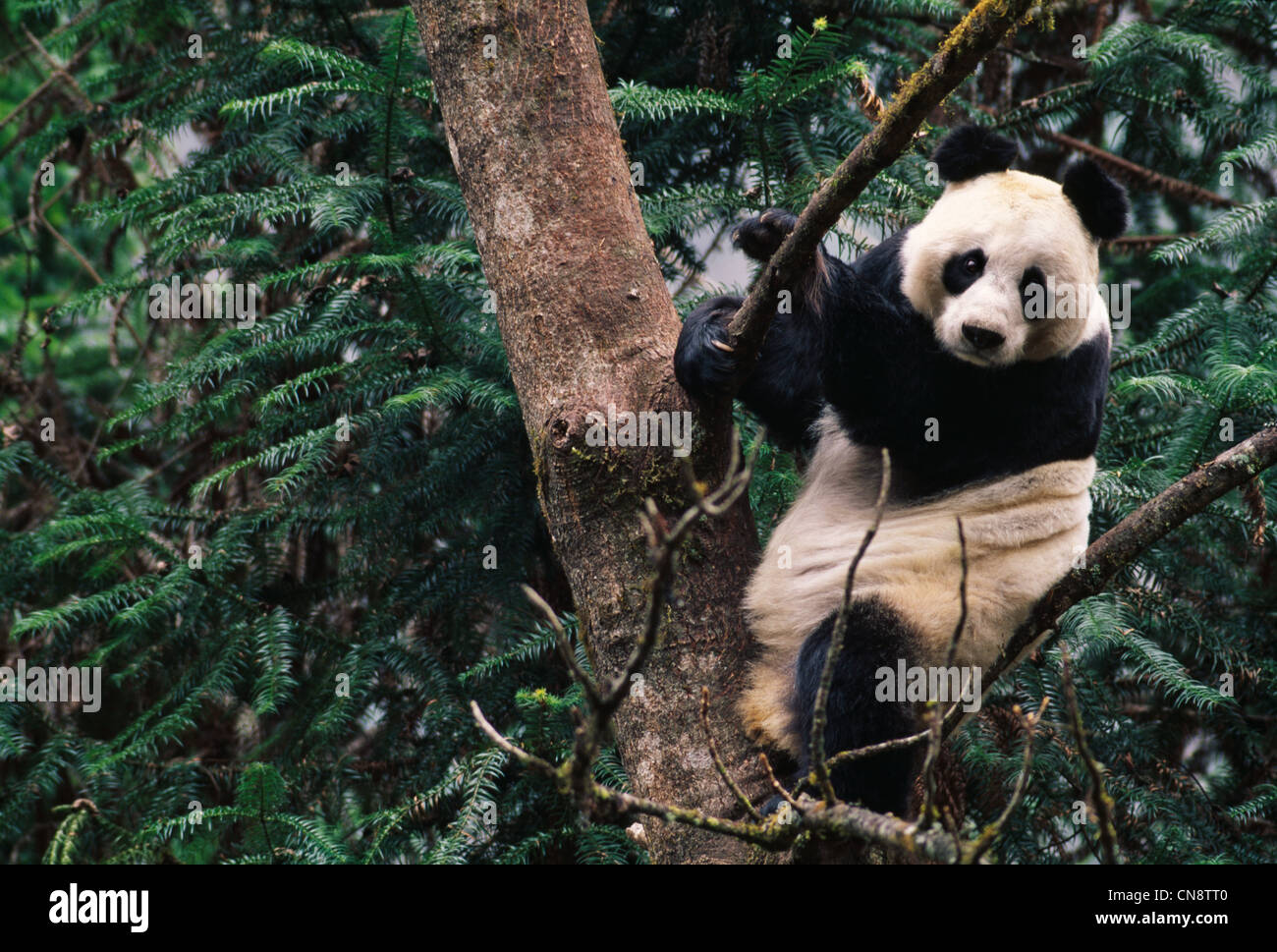 Giant Panda cub on tree, Wolong, Sichuan, China Stock Photo - Alamy