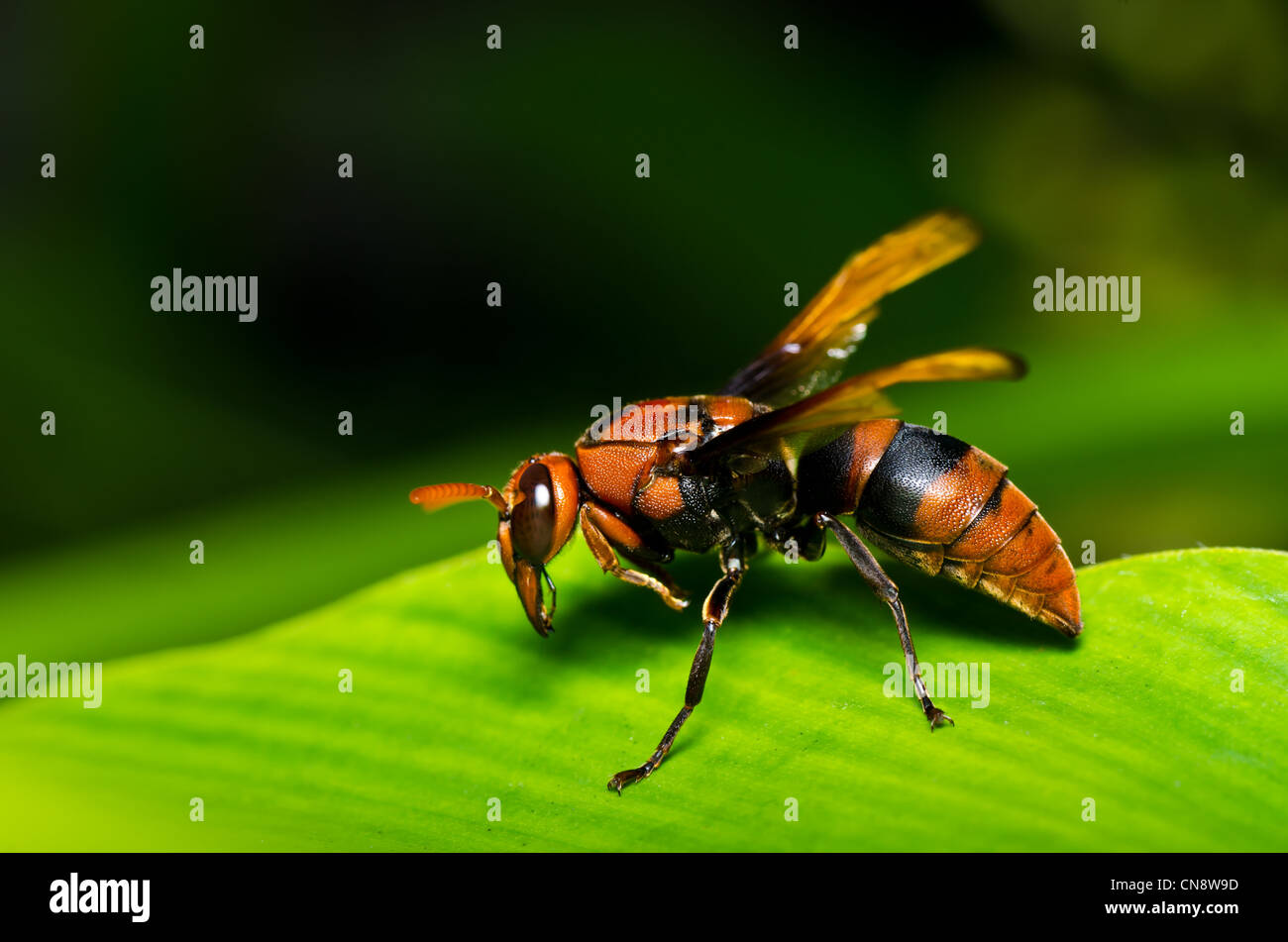 wasp in green nature or in garden. It's danger. Stock Photo