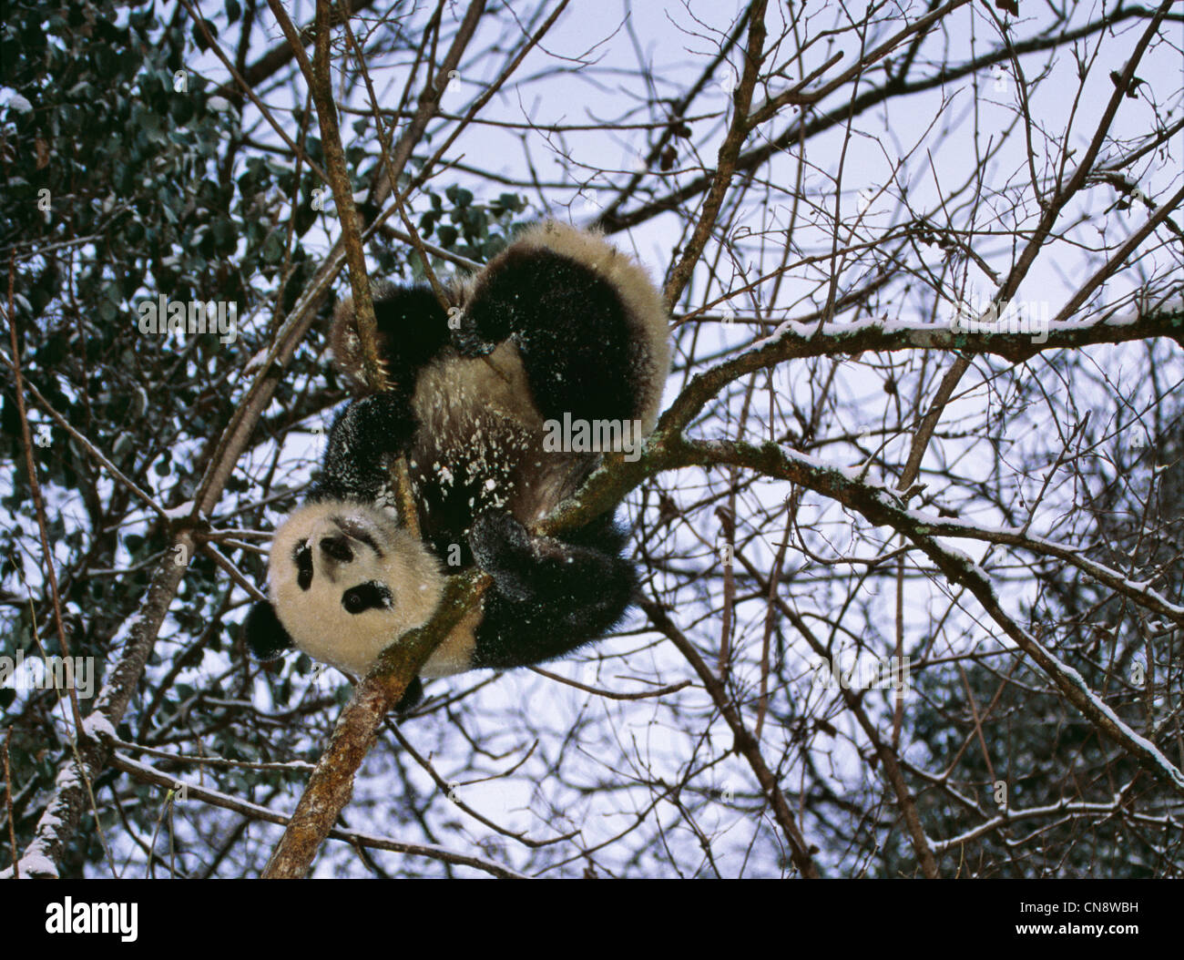 Giant panda cub snow hi-res stock photography and images - Alamy
